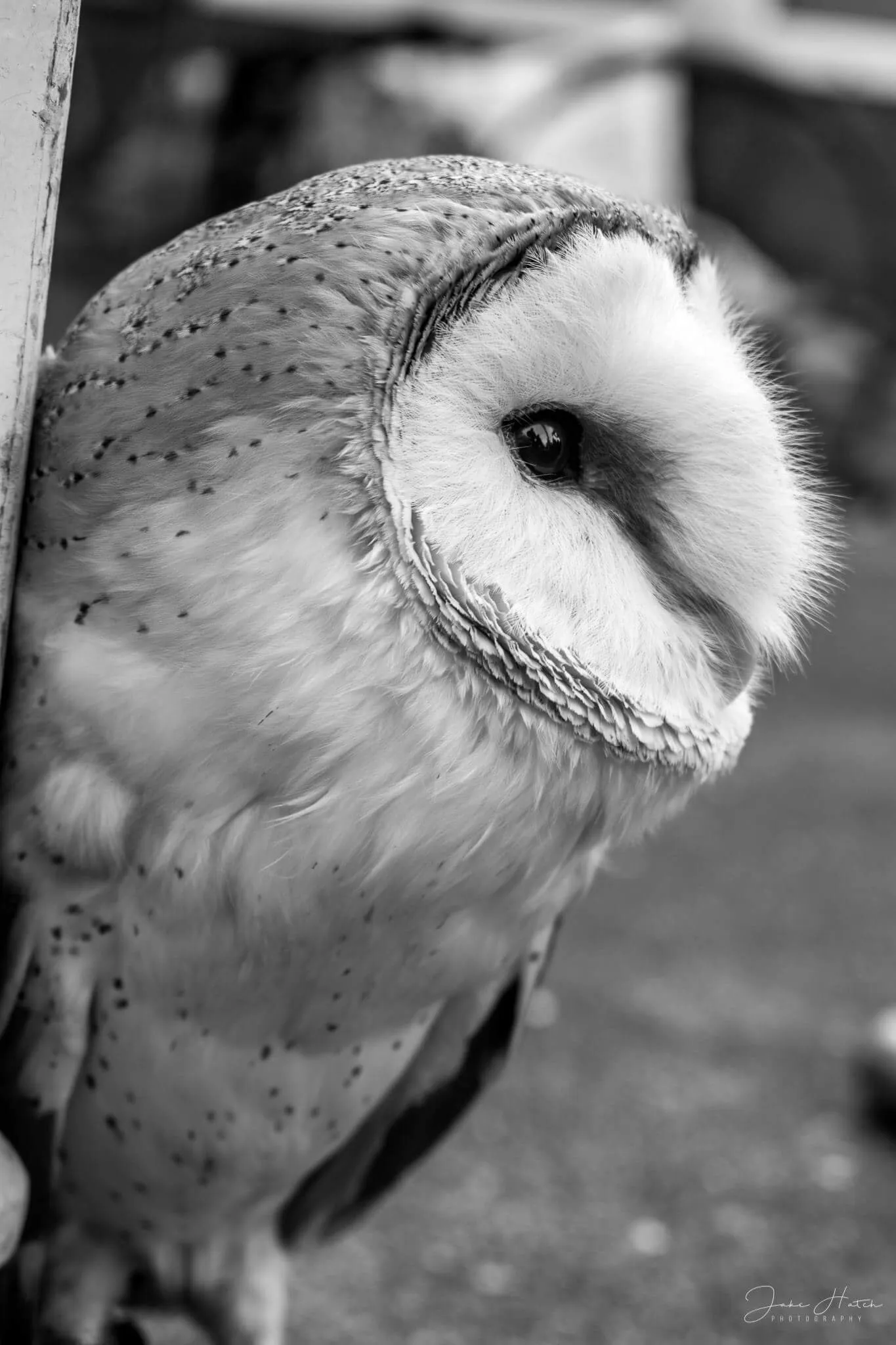 Barn owl