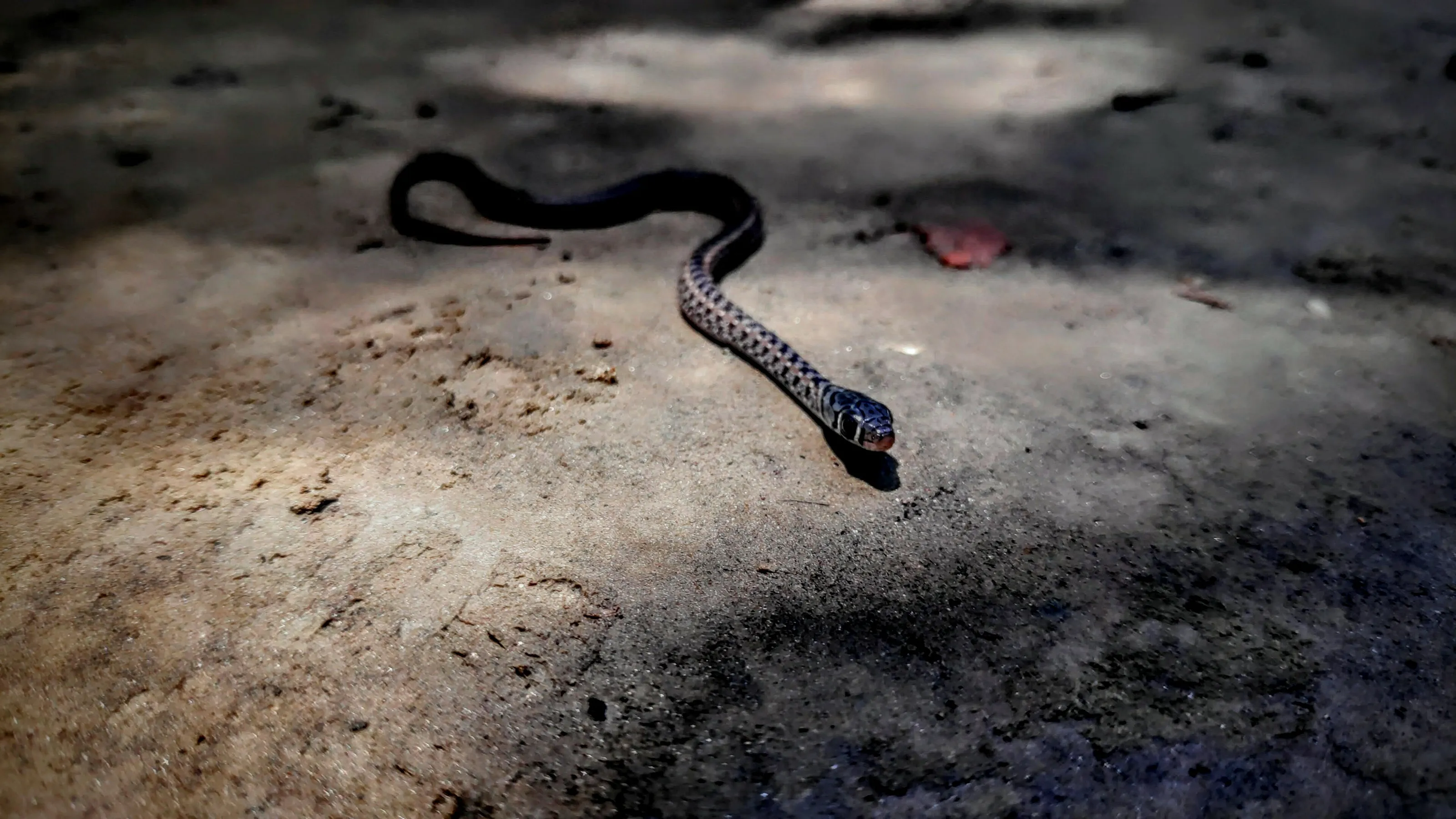 Snake