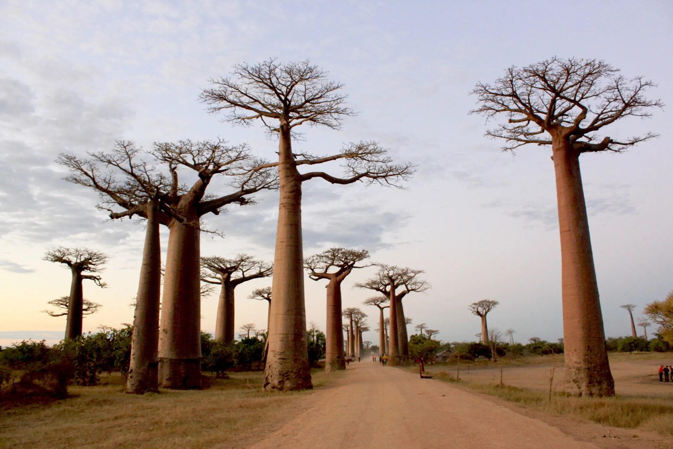 Baobab avenue