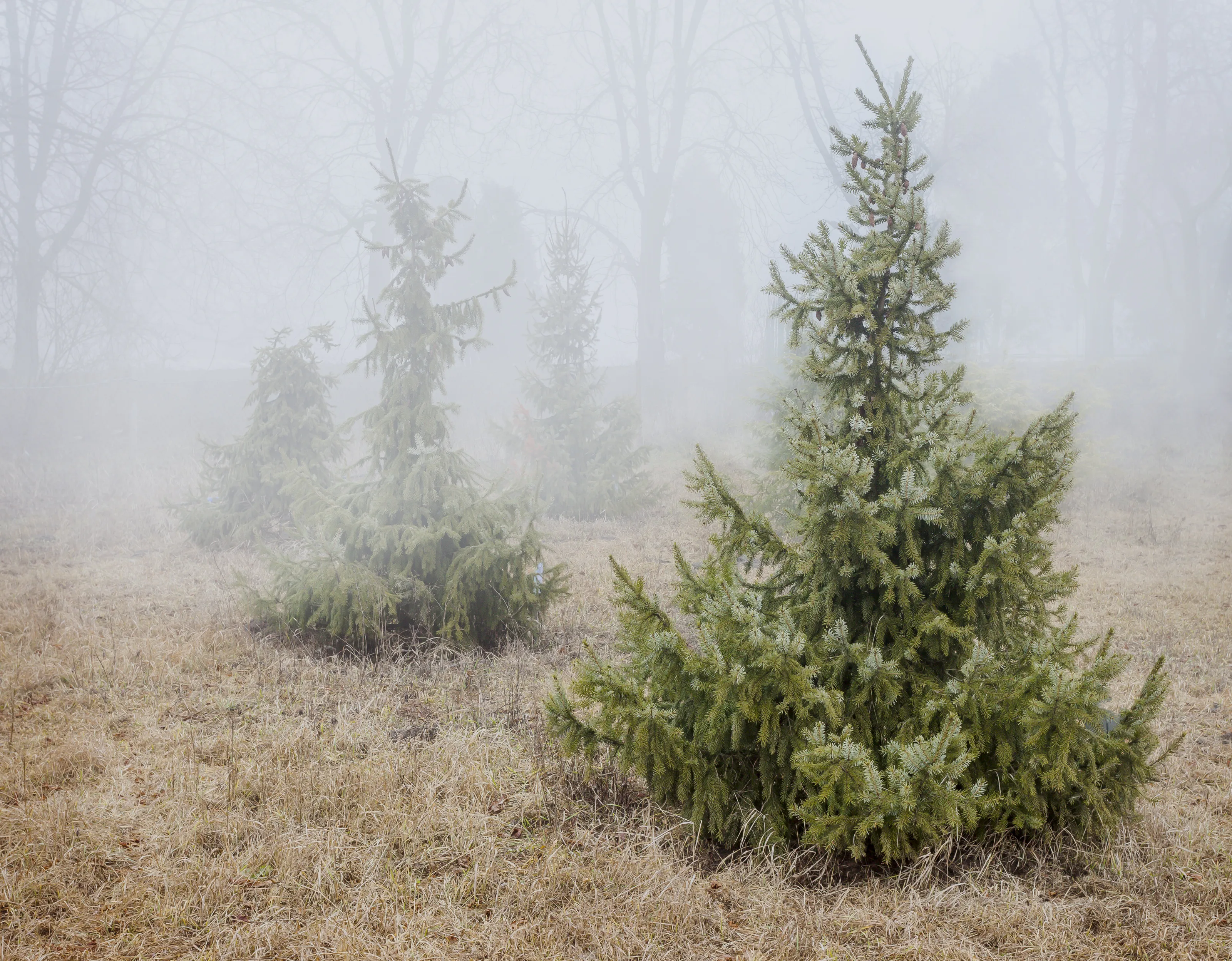 Beginning of winter, frost