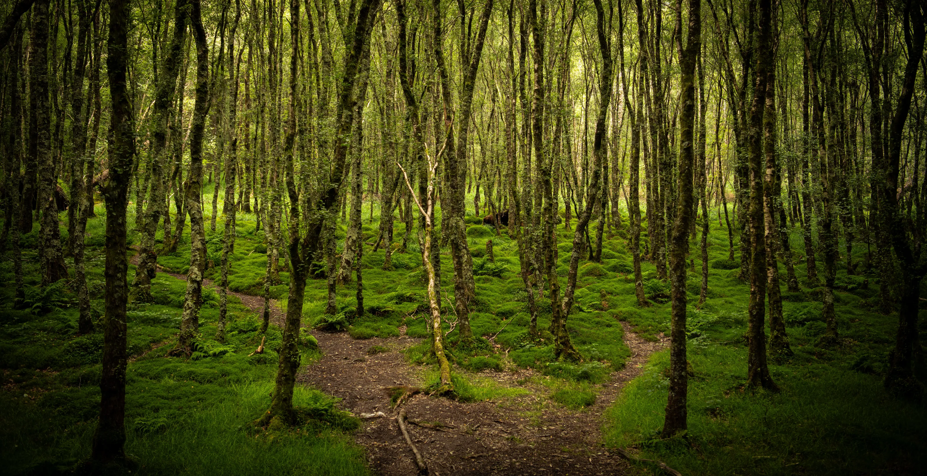 The Celtic Forest