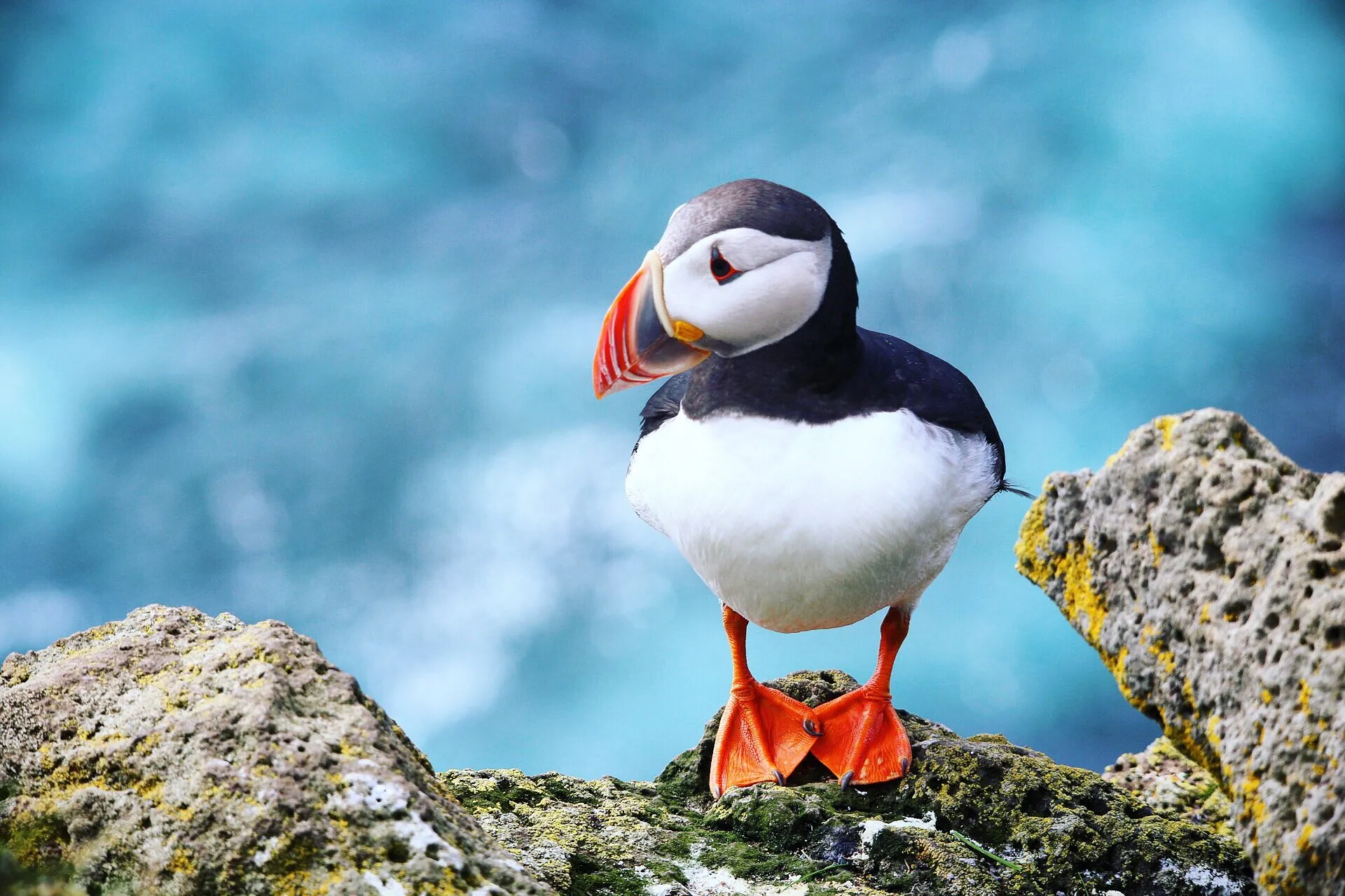 Atlantic puffin