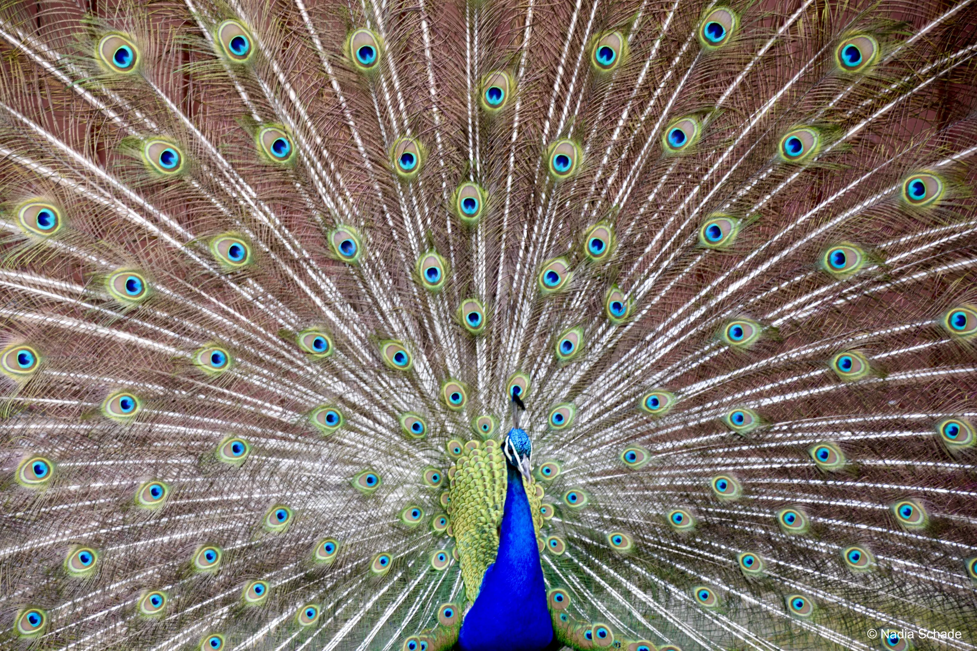 Peacock