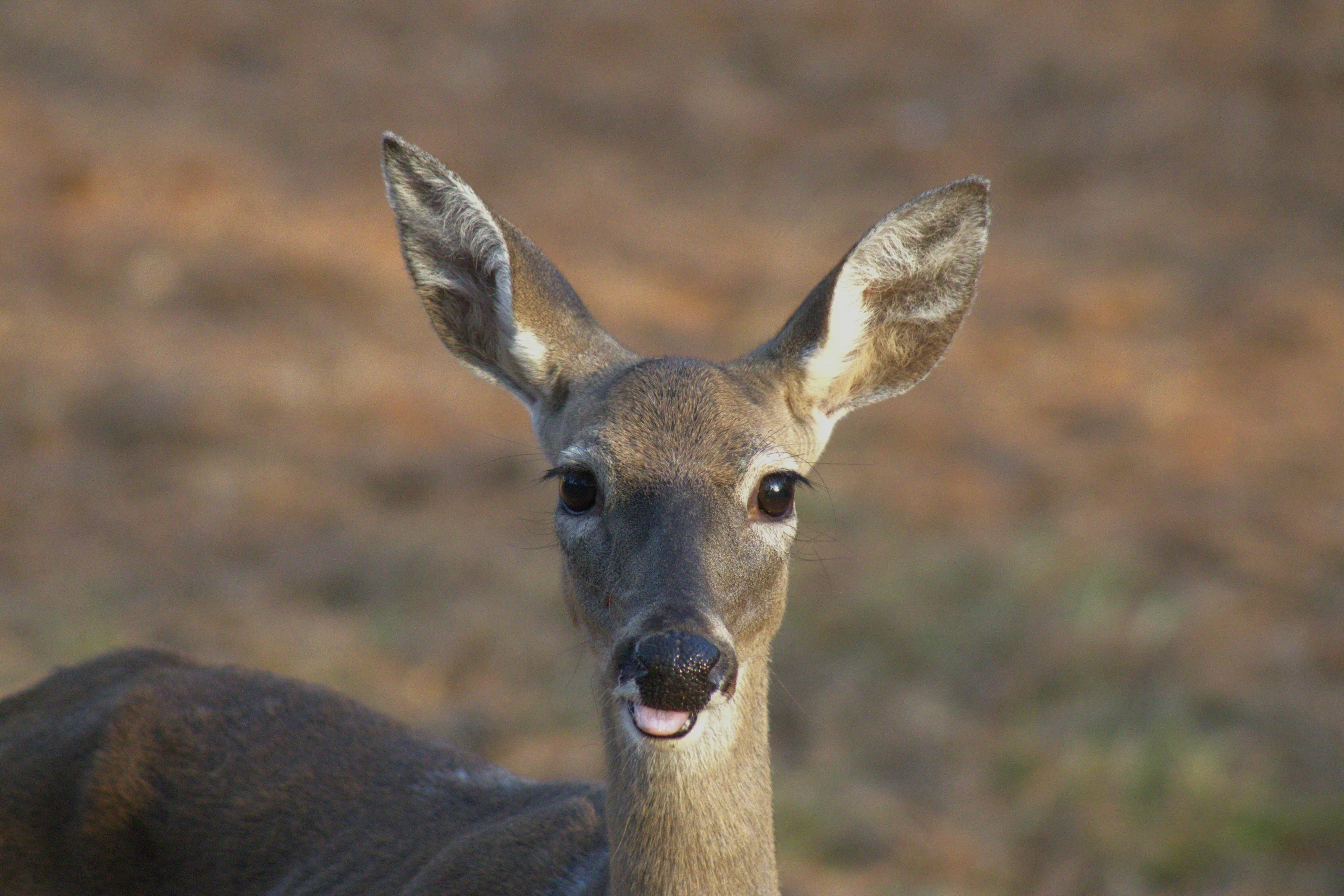Deer Eating