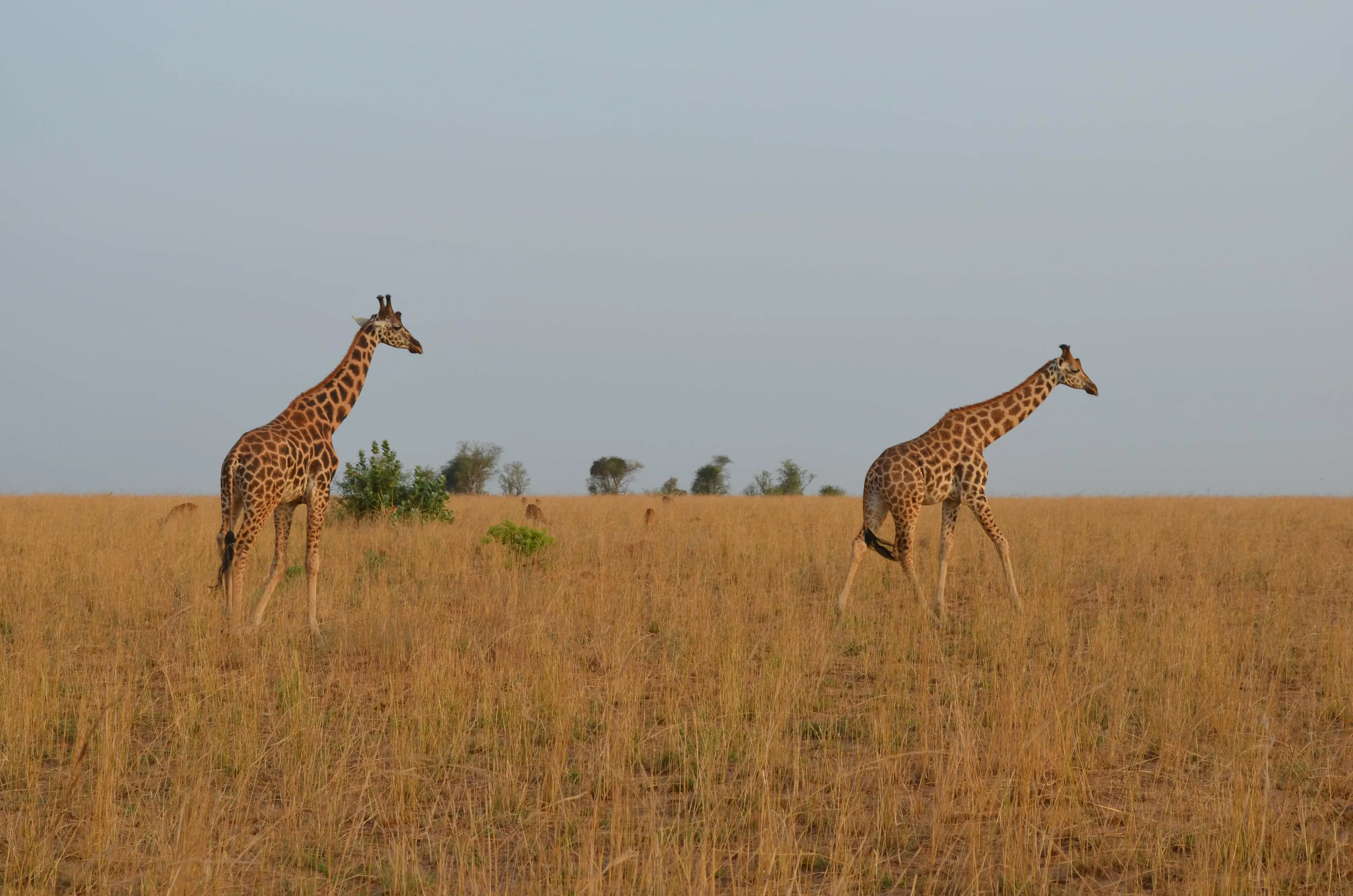 GIRAFFES