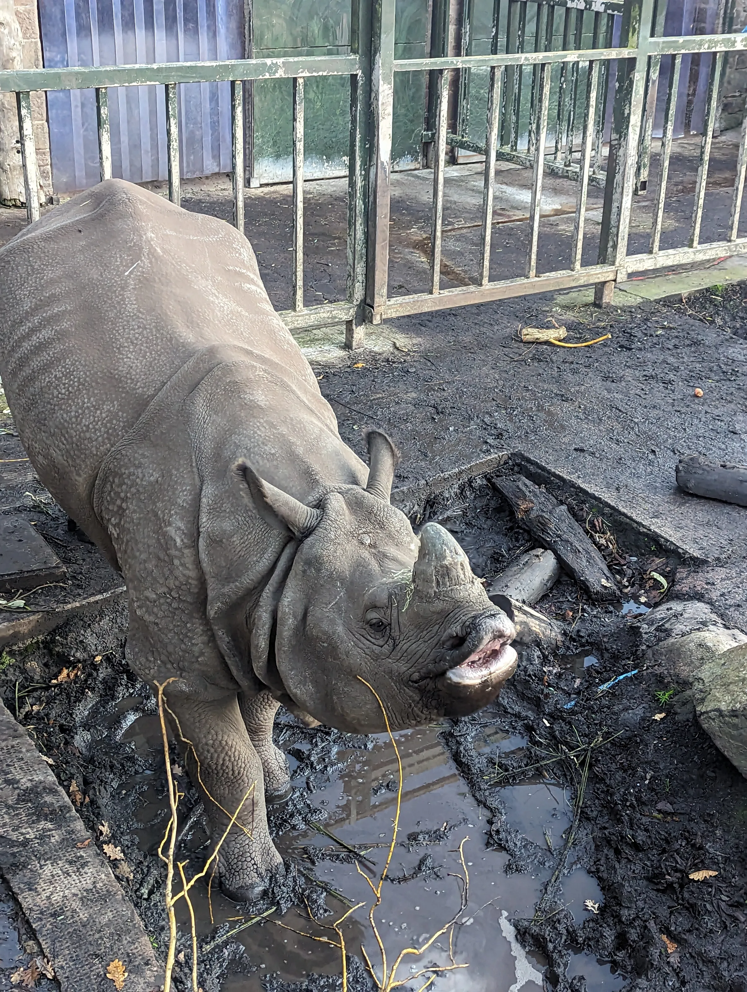 Catching a rhino after a drink of water 💦