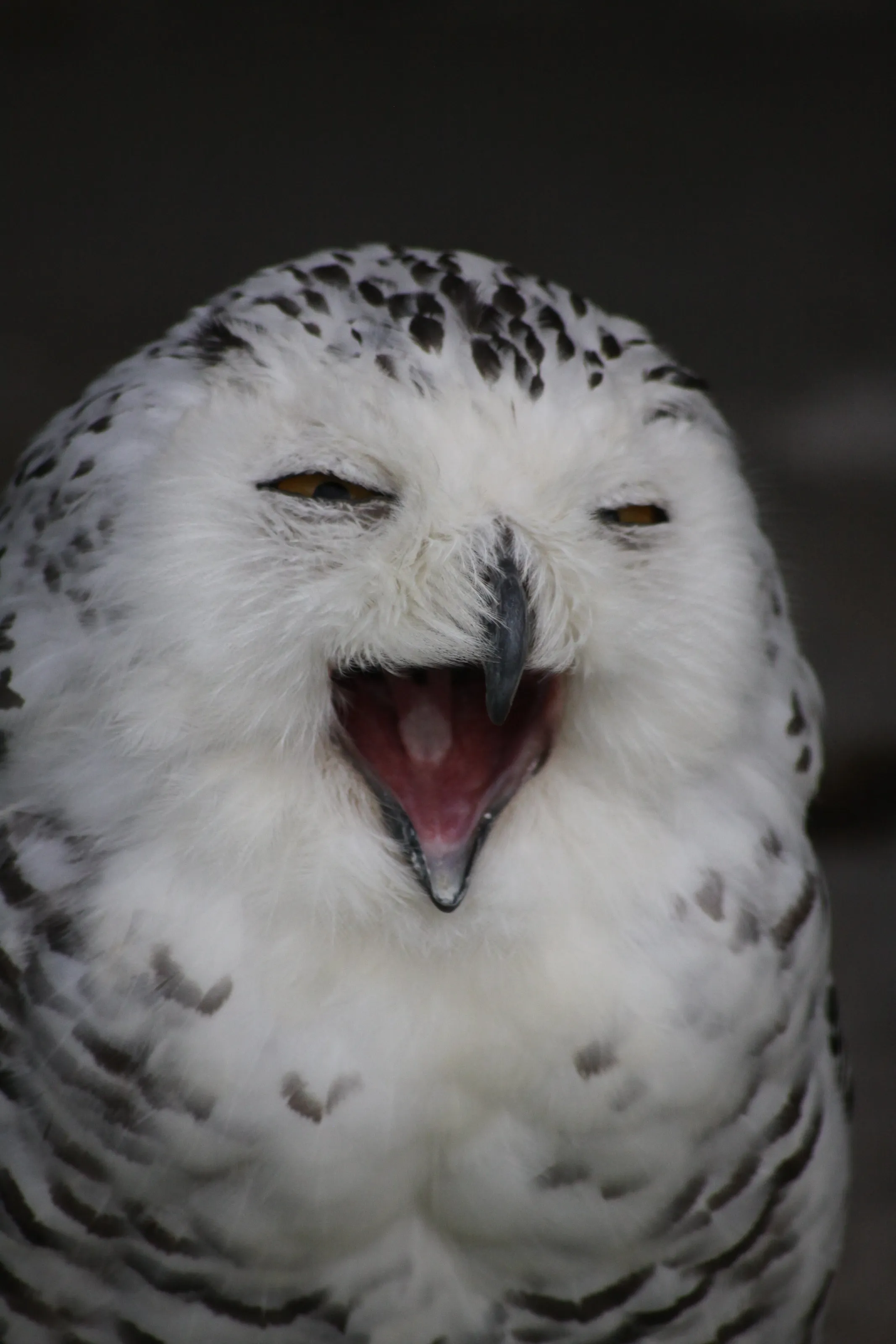 Owl yawn