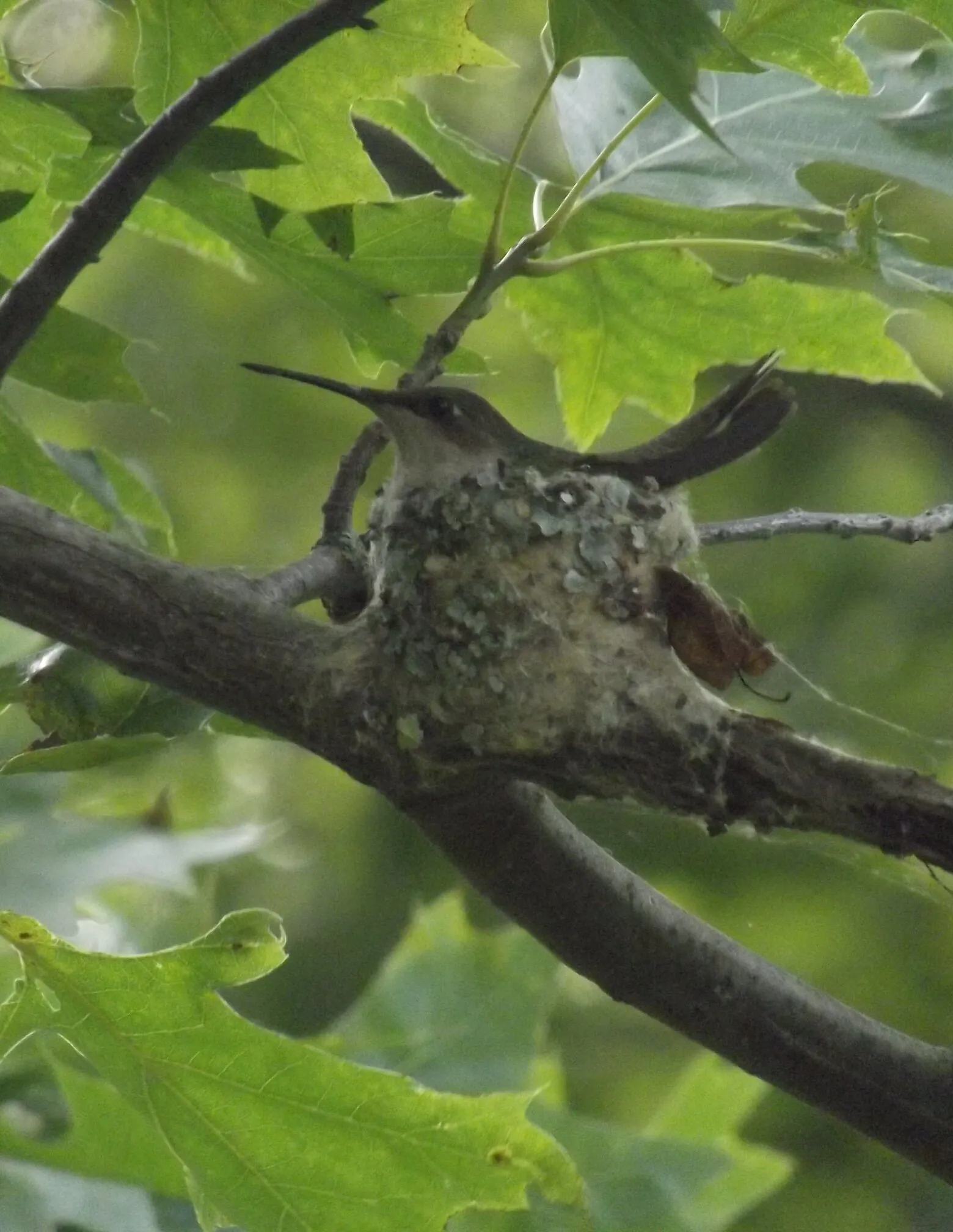 Humming bird in nest