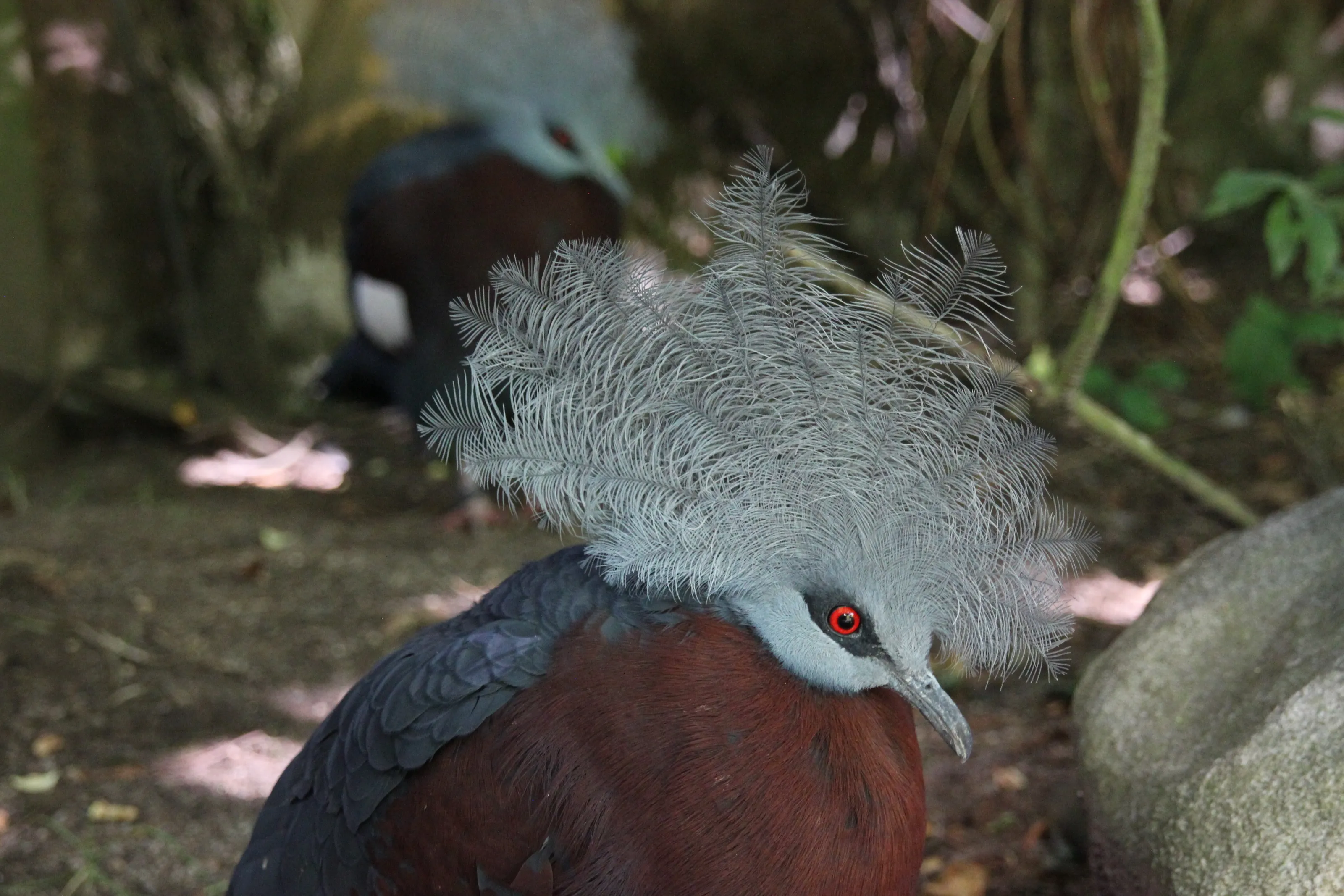 Scheepmaker's Crowned Pigeon
