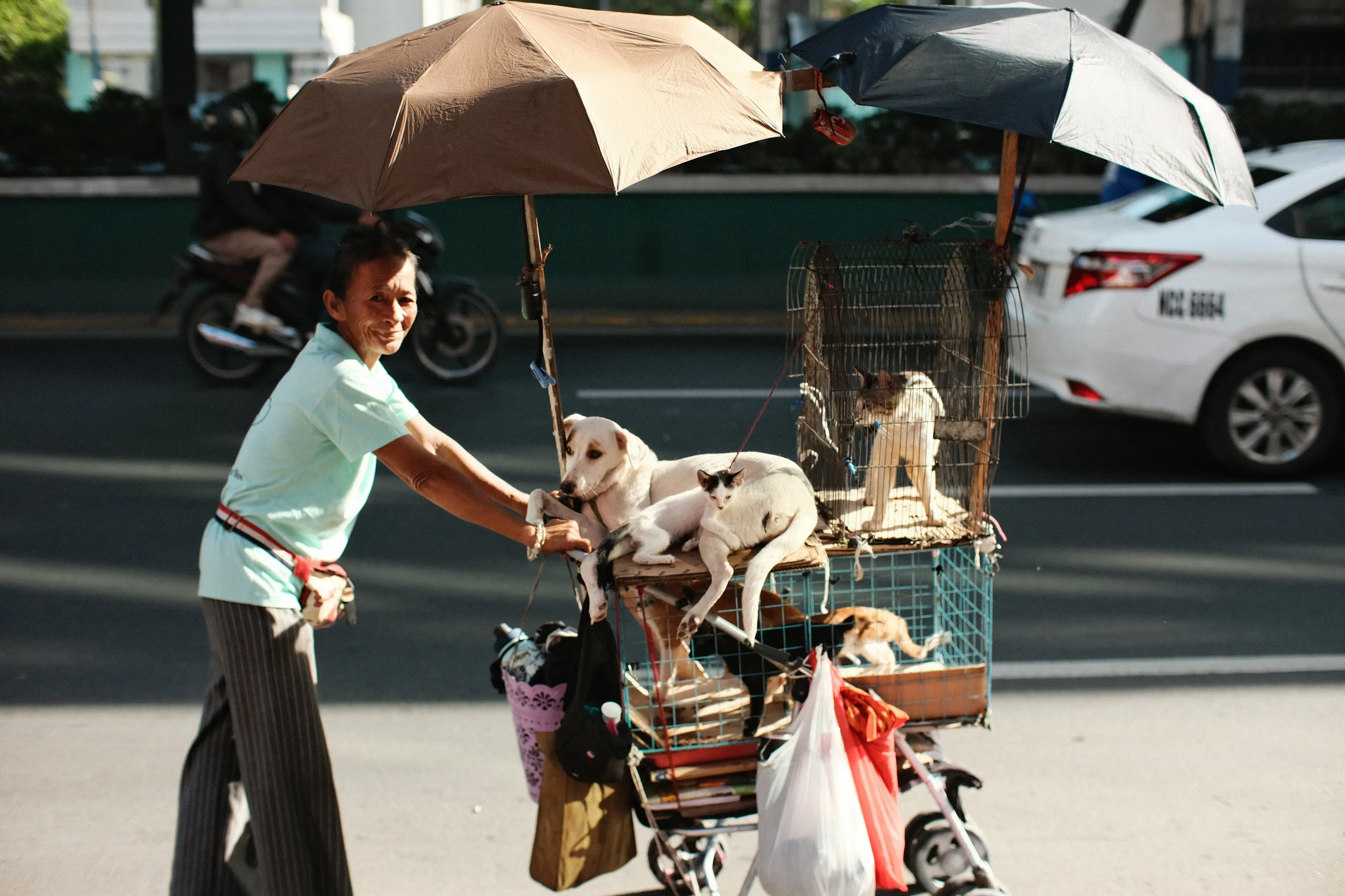 Pets on Wheels