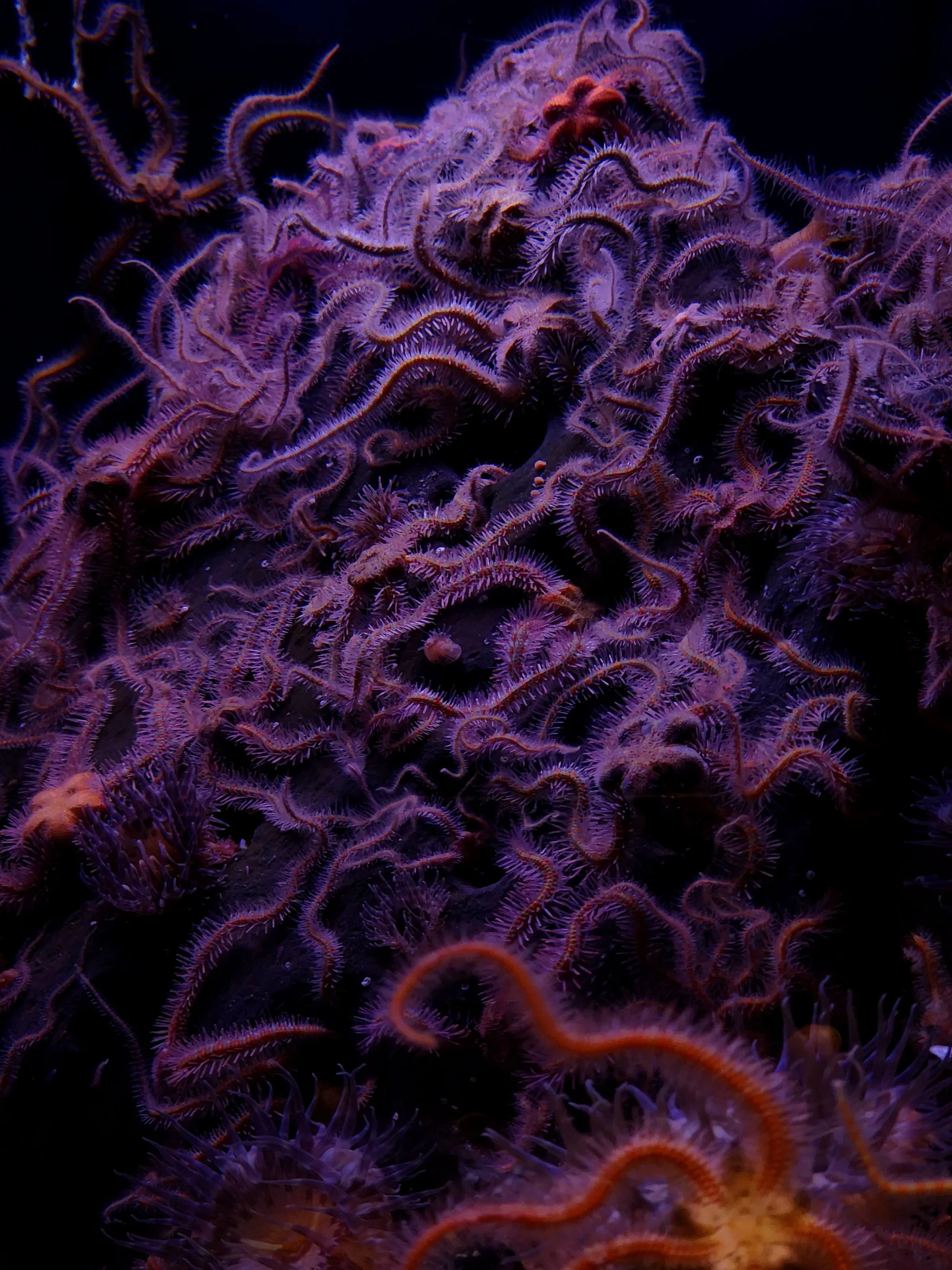 Twilight Tangle
