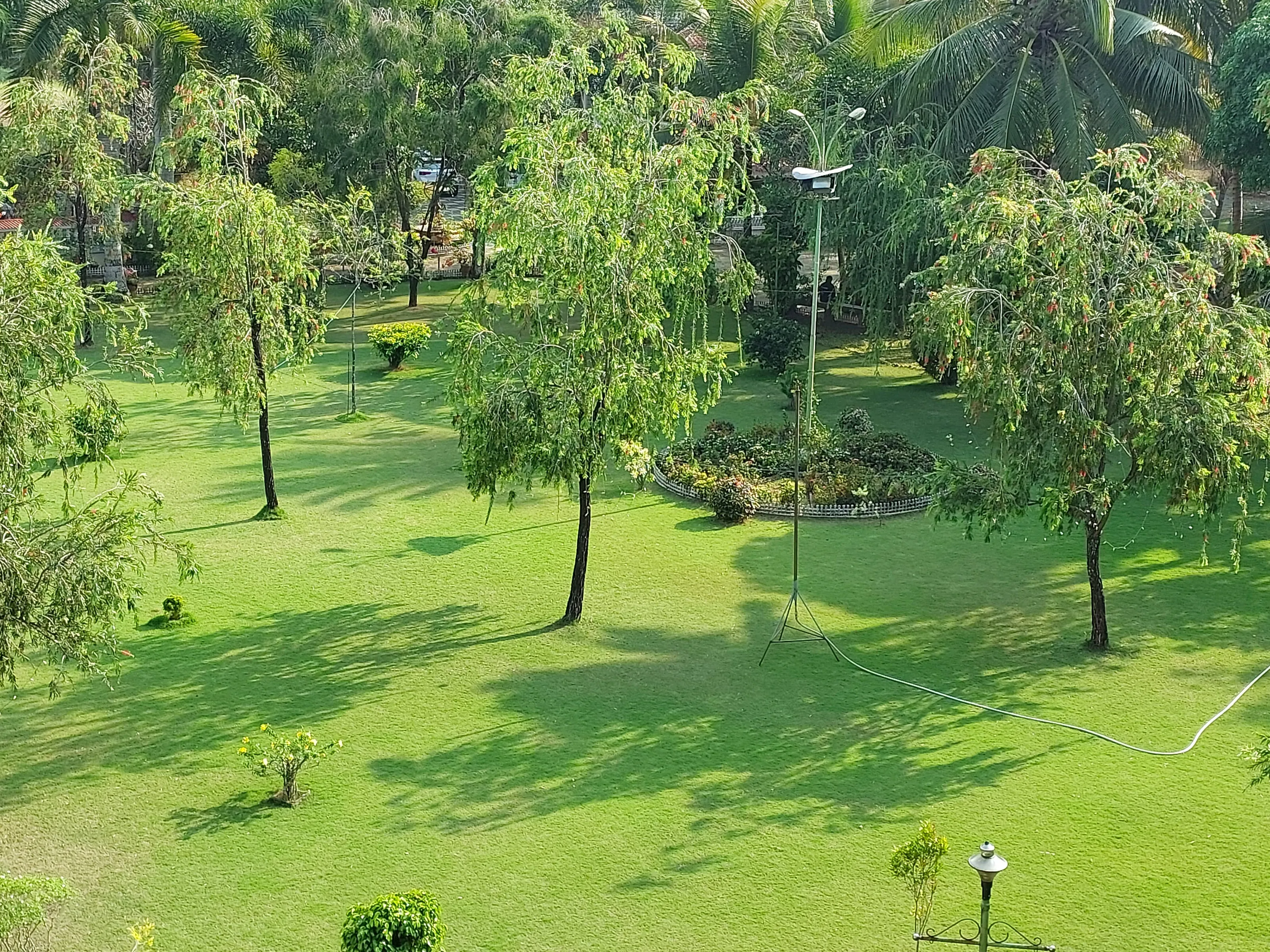Lawn and trees