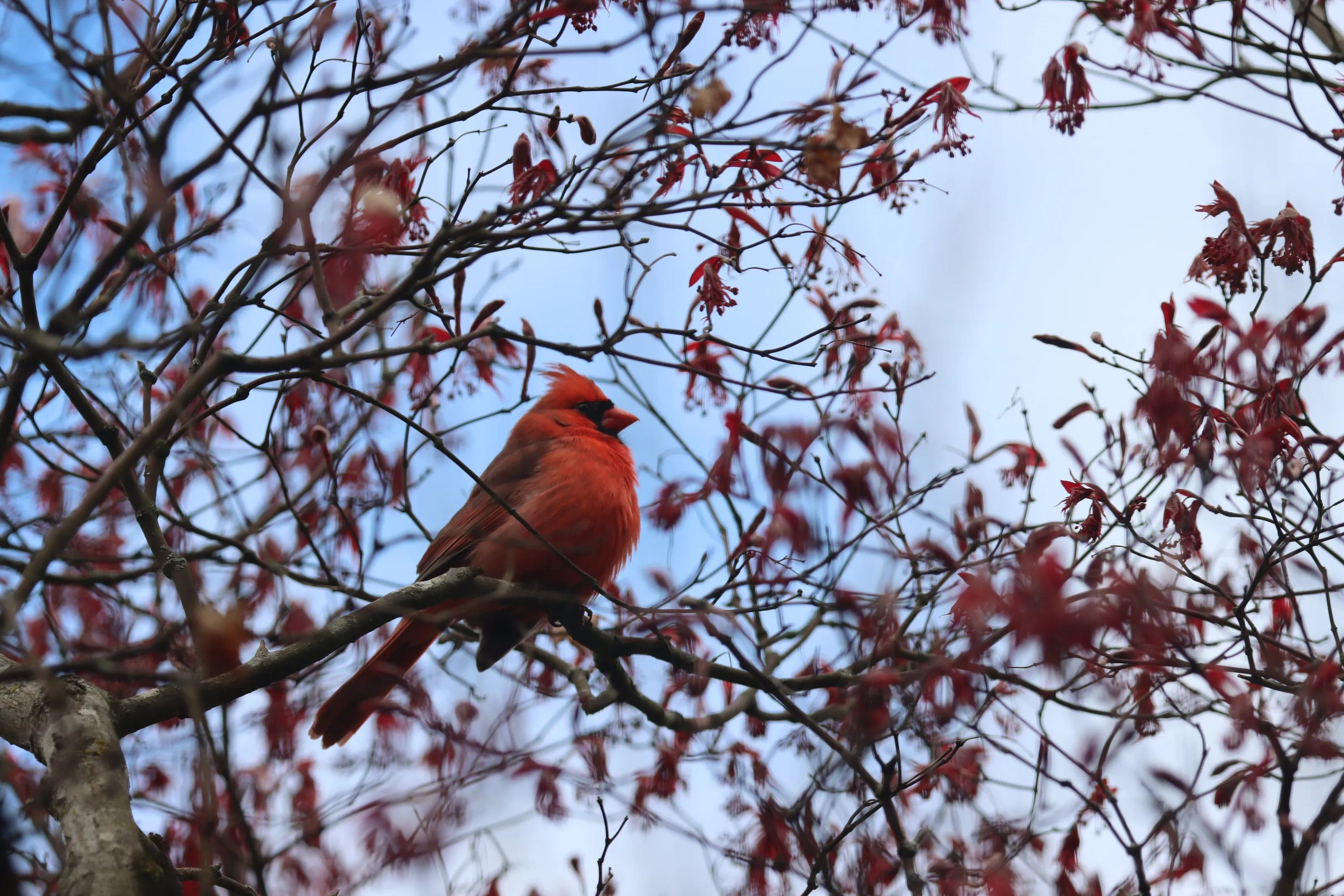 Spring Cardinal