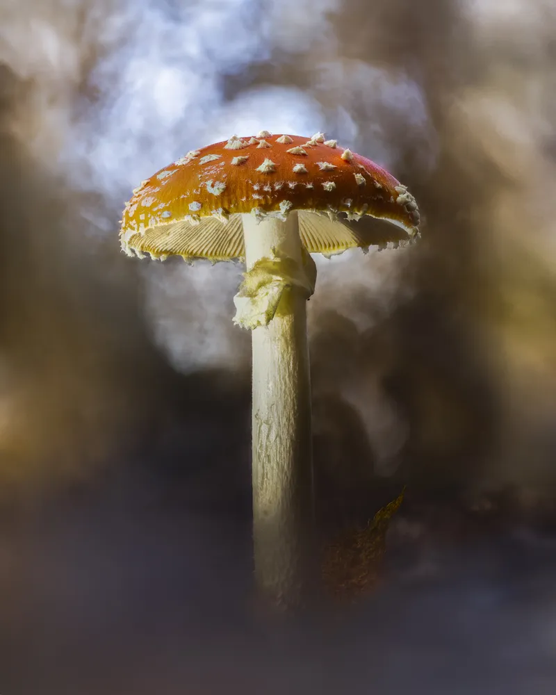 Fly Agaric