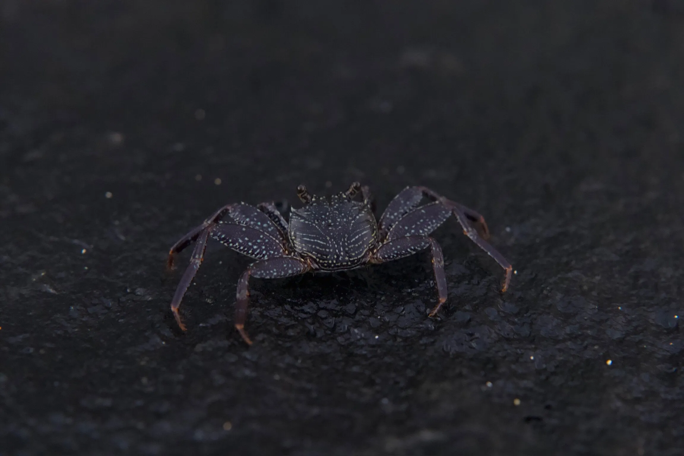 Waikiki Crab