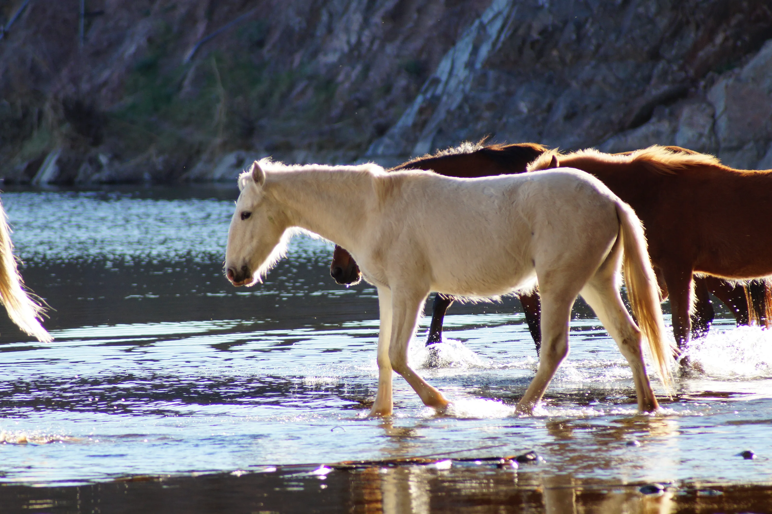 Wild Horses