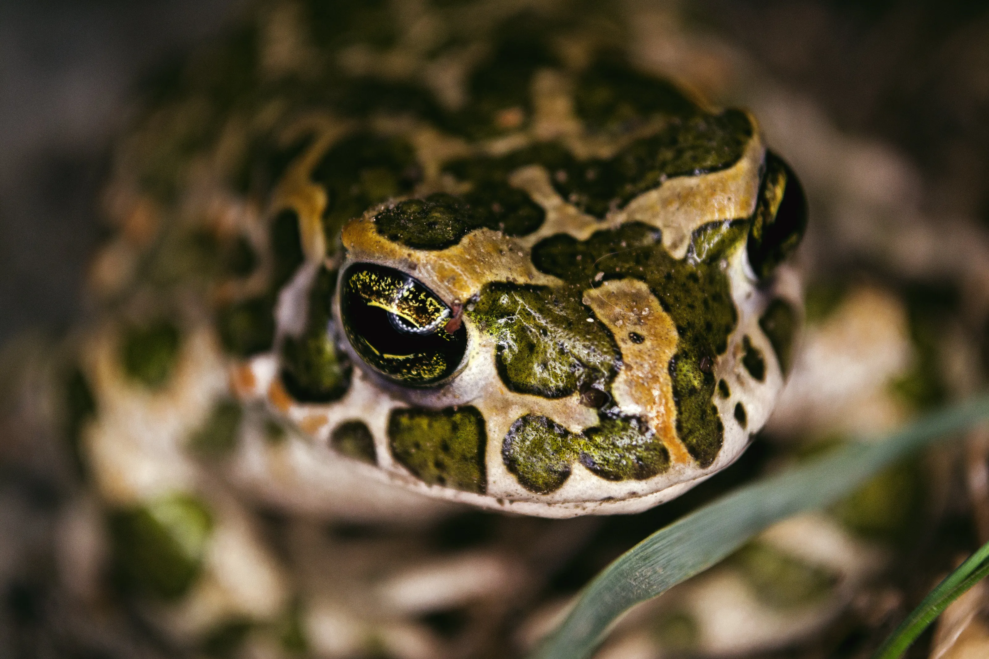 Frog