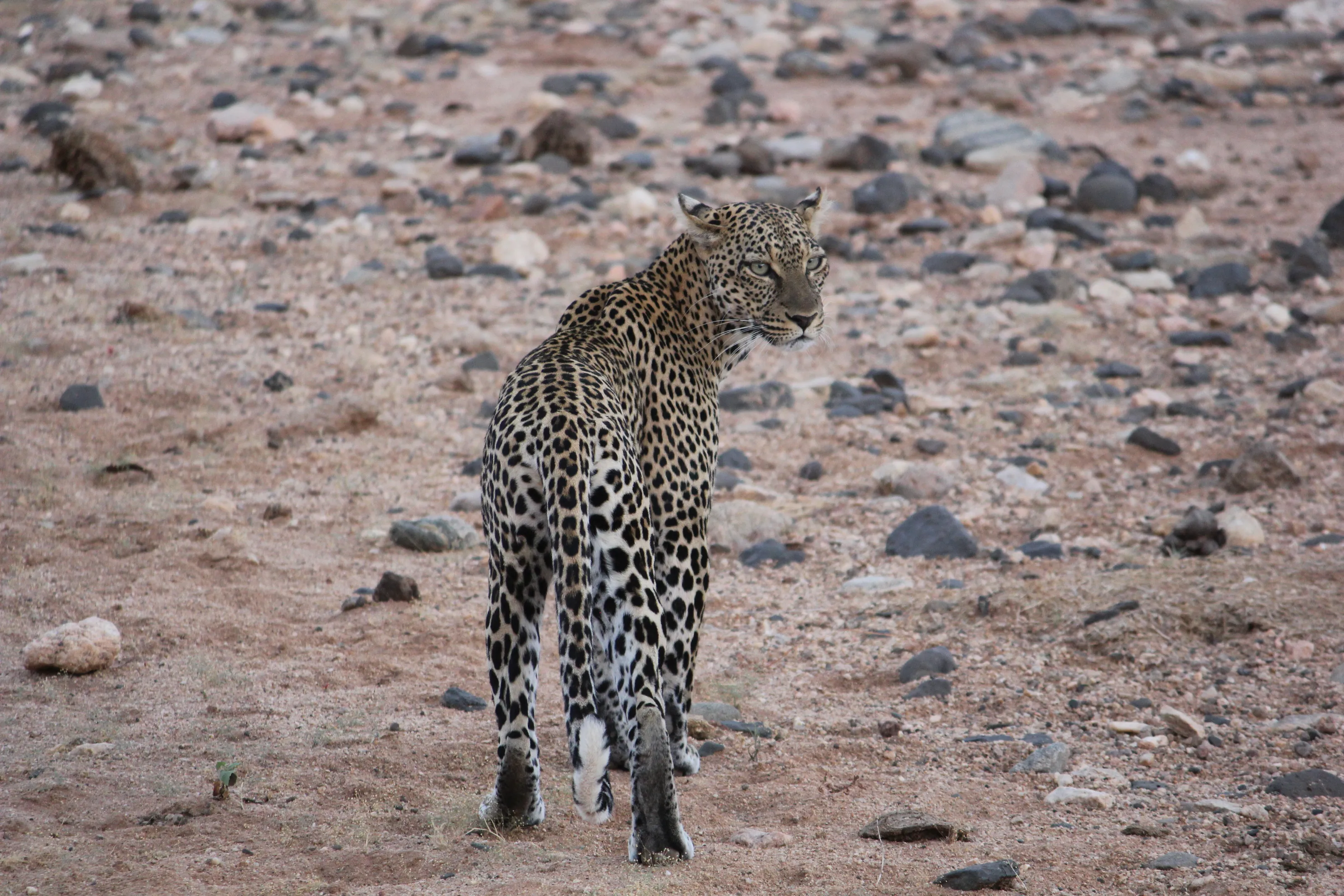 Leopard At Samburu, Kenya