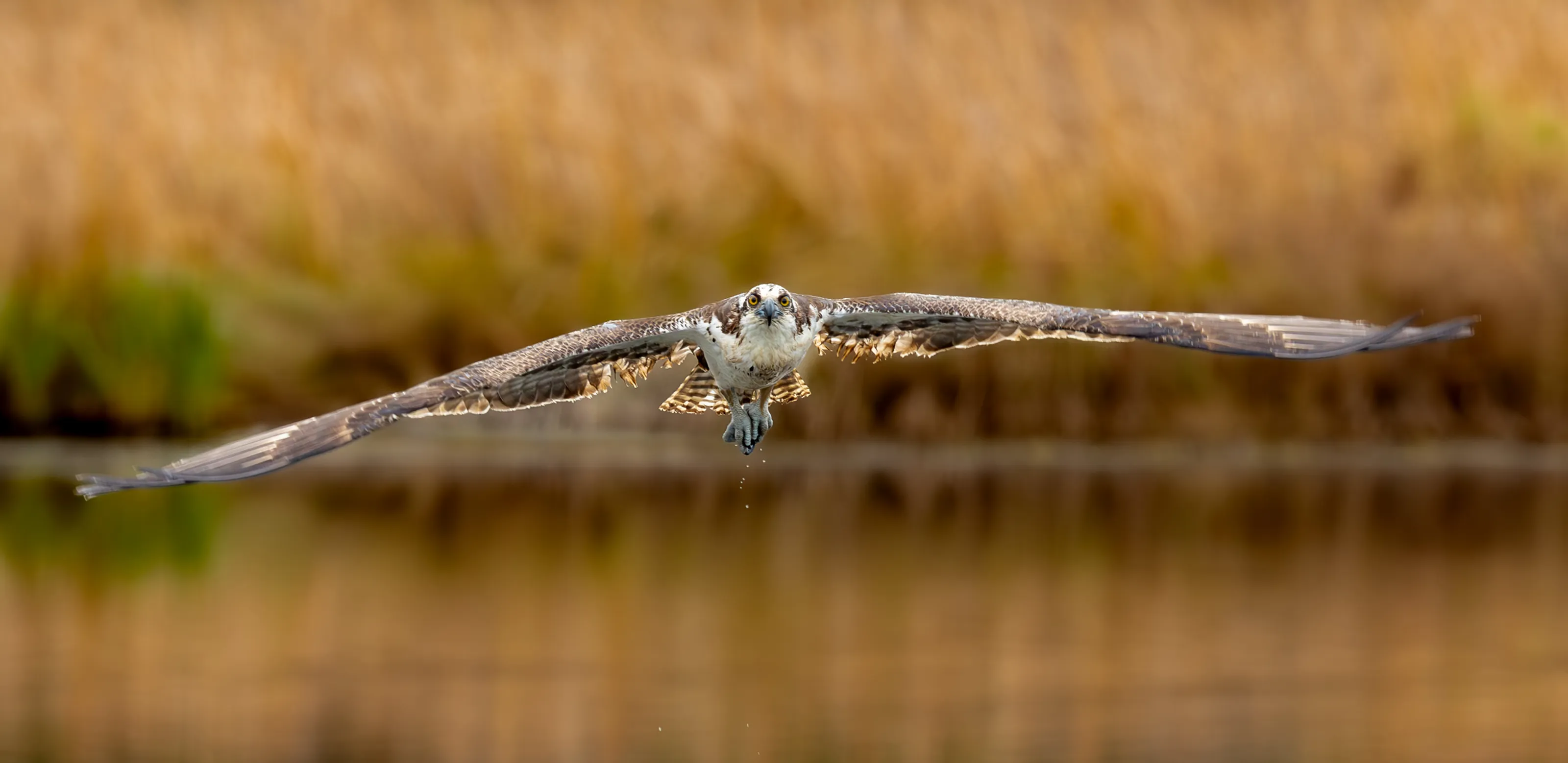 Osprey Bird after missing a fish