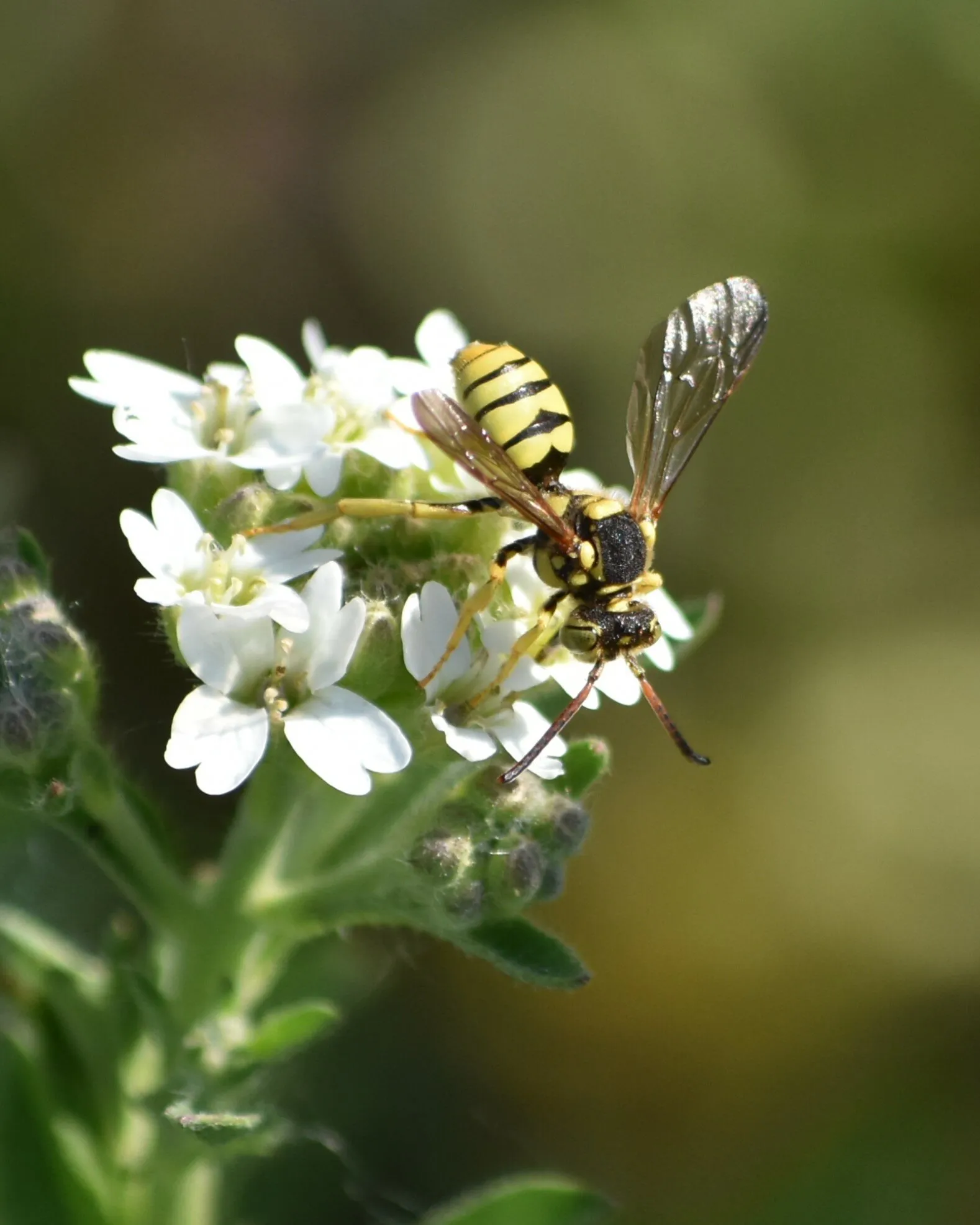 Wasp
