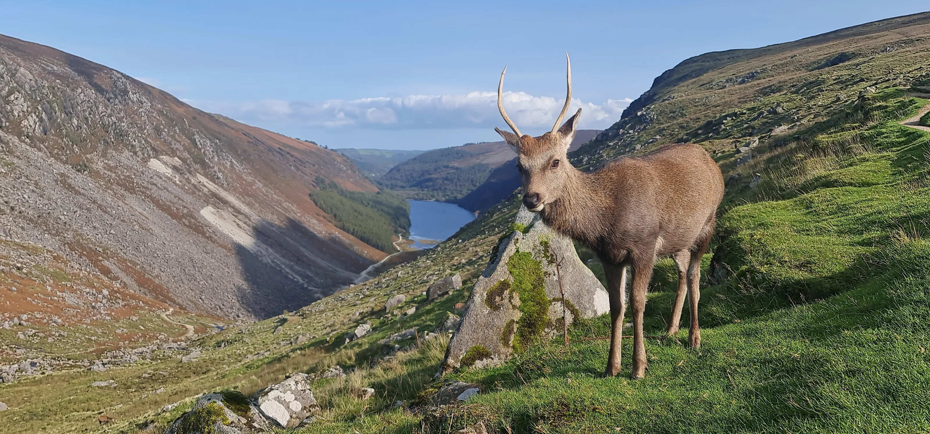 Glendalough doe