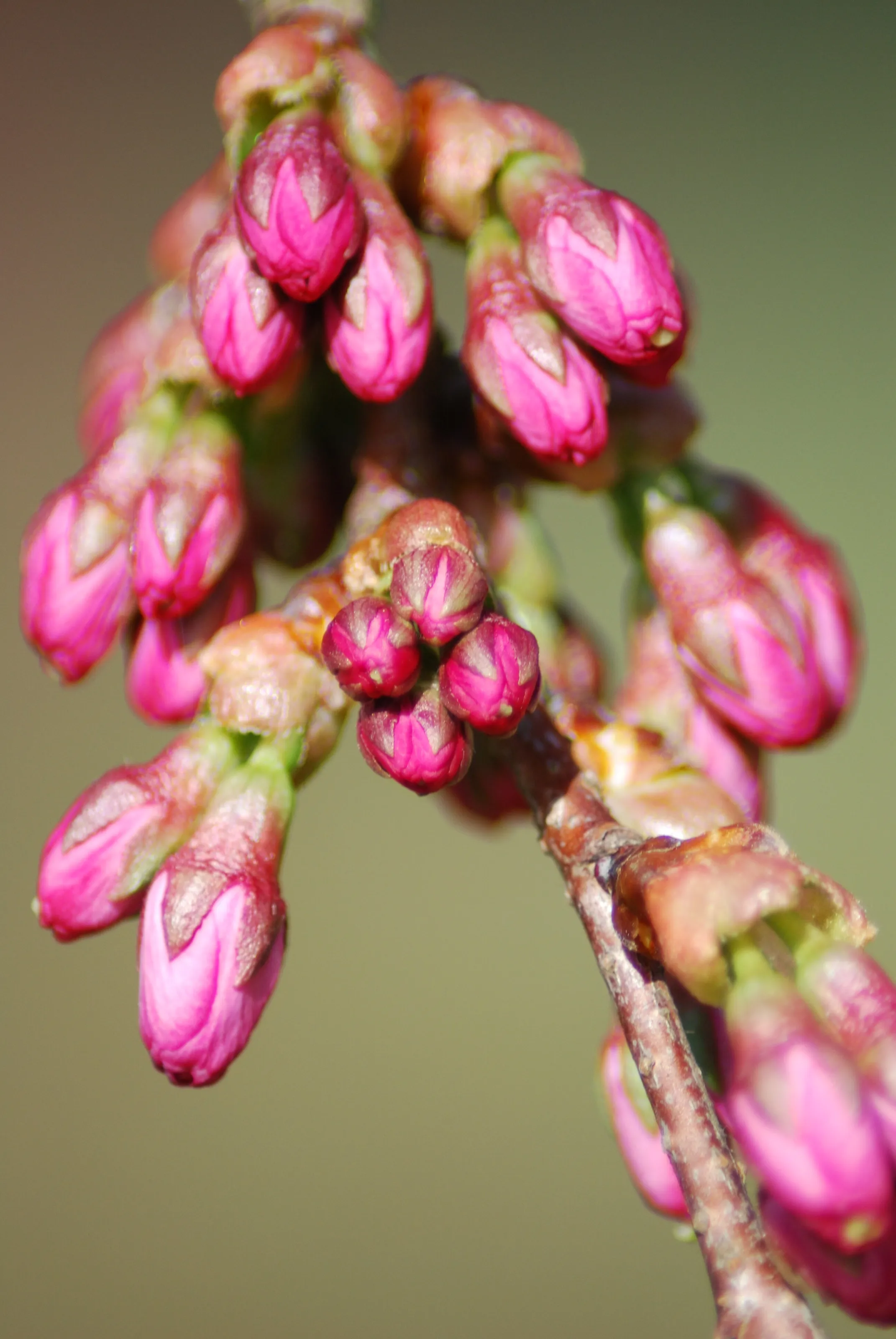 Blossom Bud