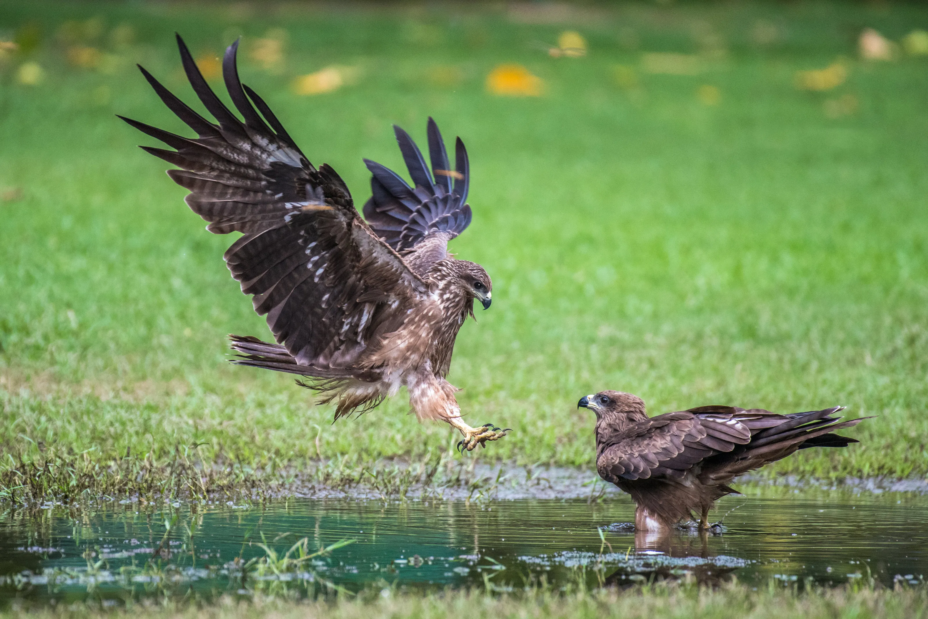 The Royal Touch Down
