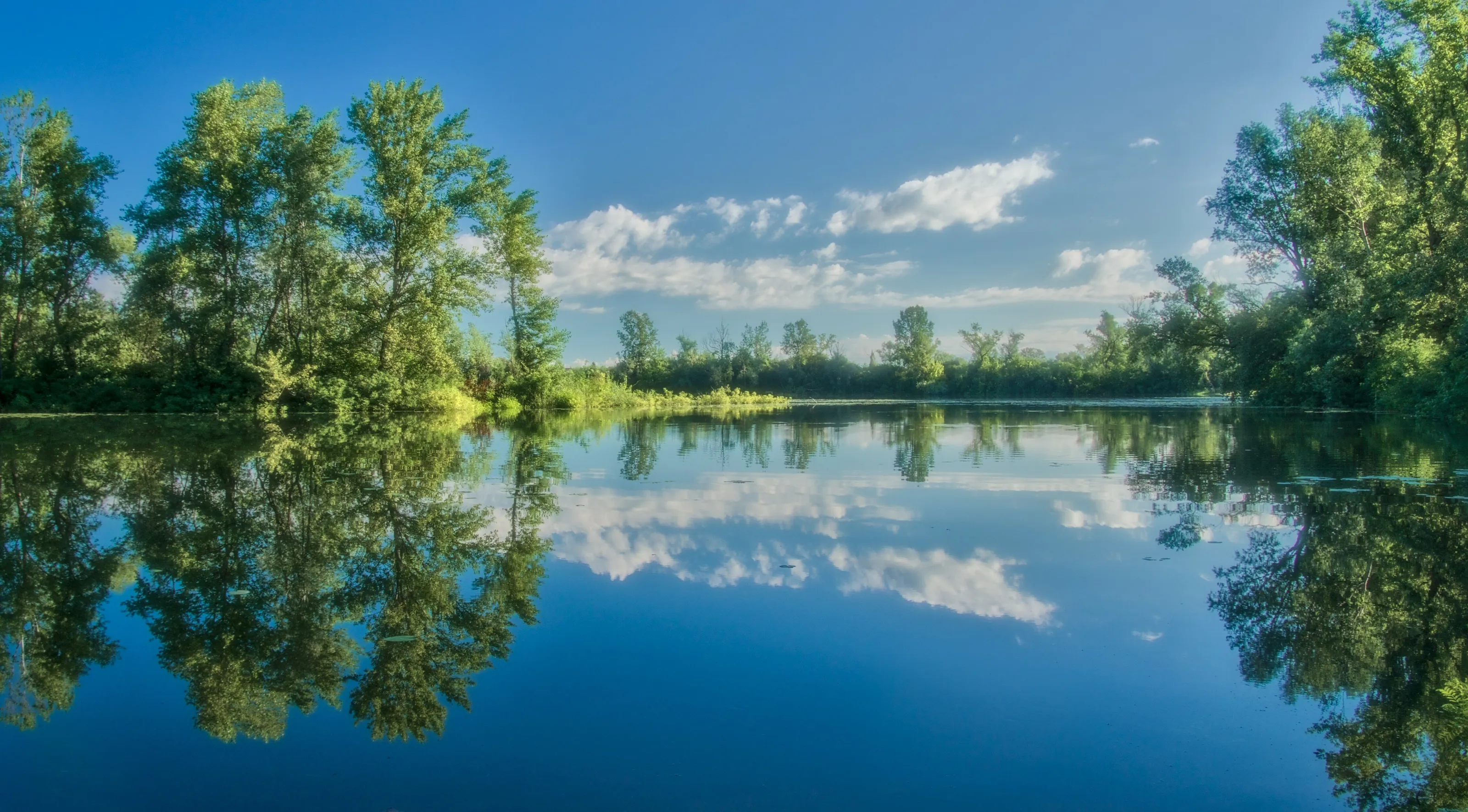 Spring Woodland On Lake