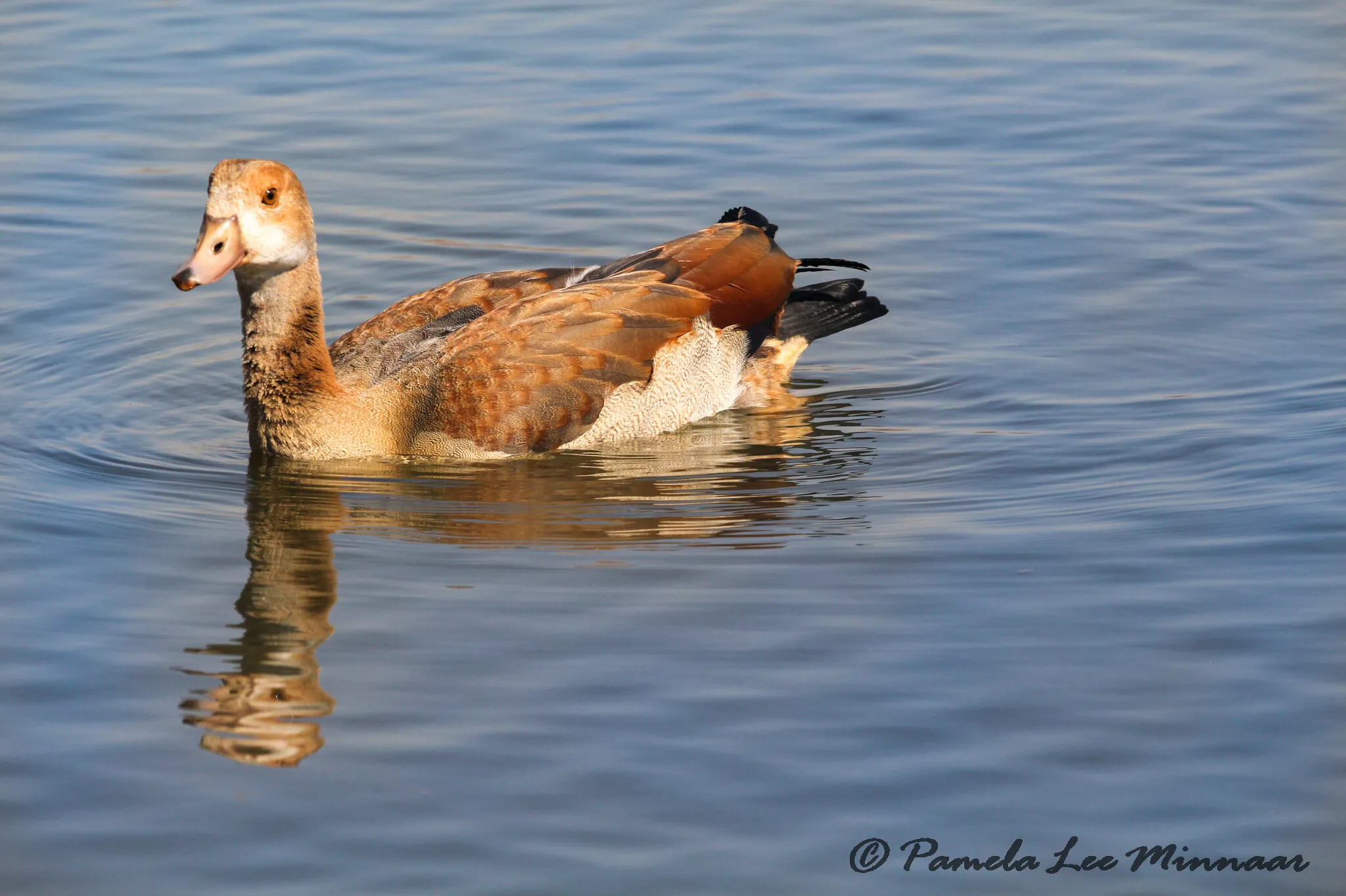 Ducking around