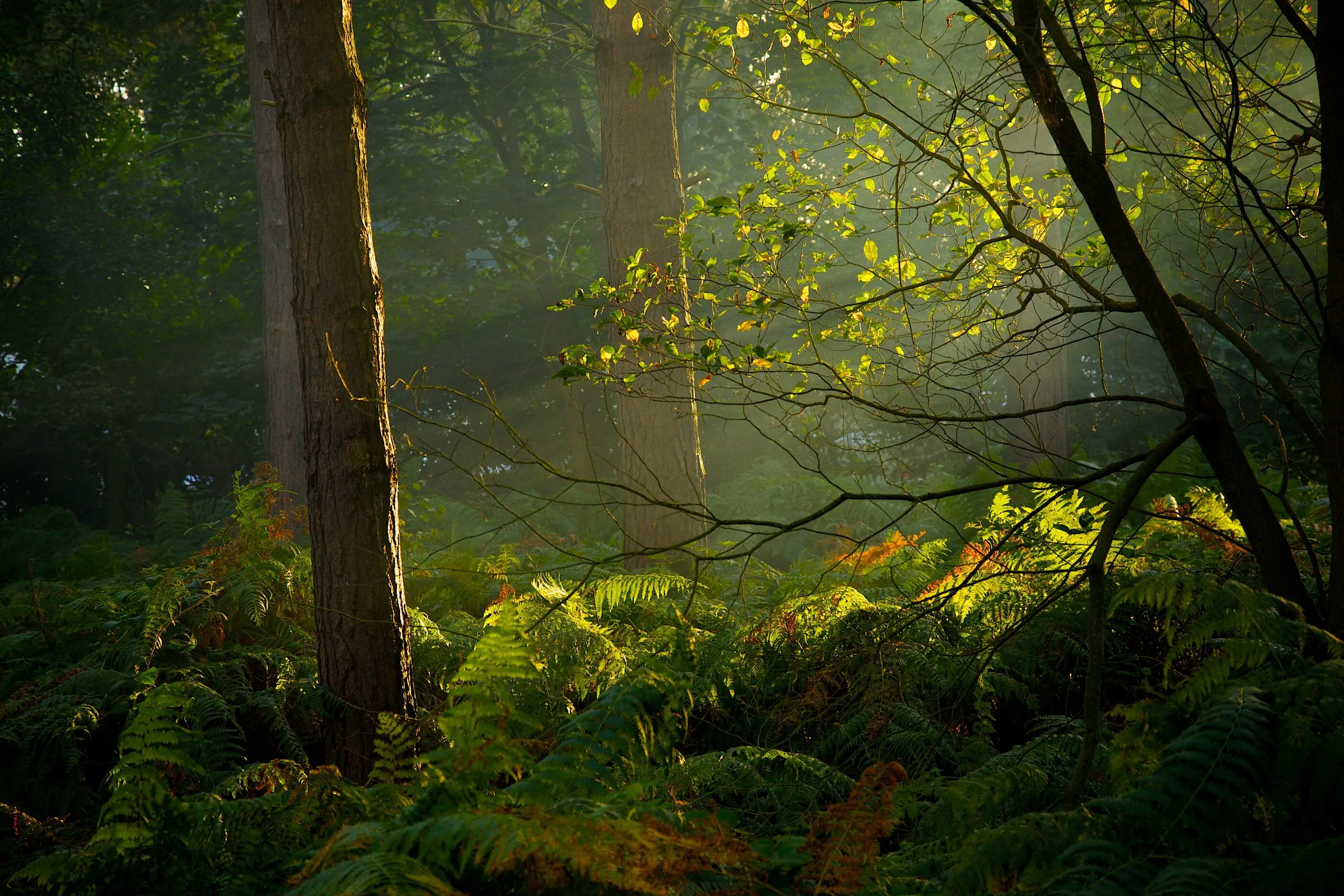 Forest Light