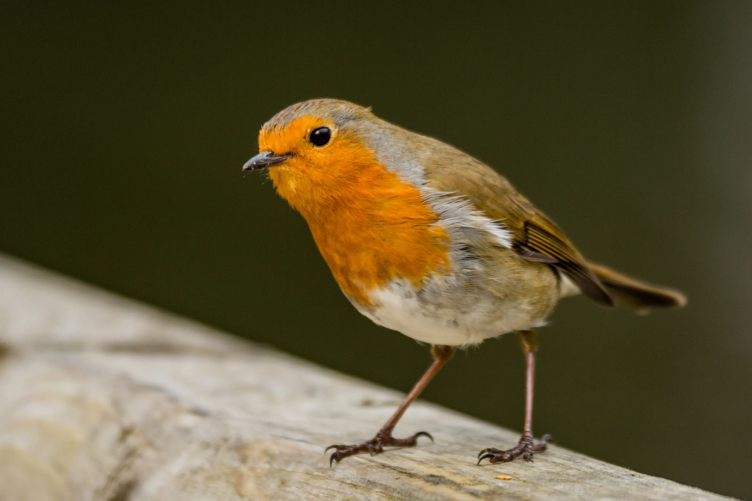 Red Robin
