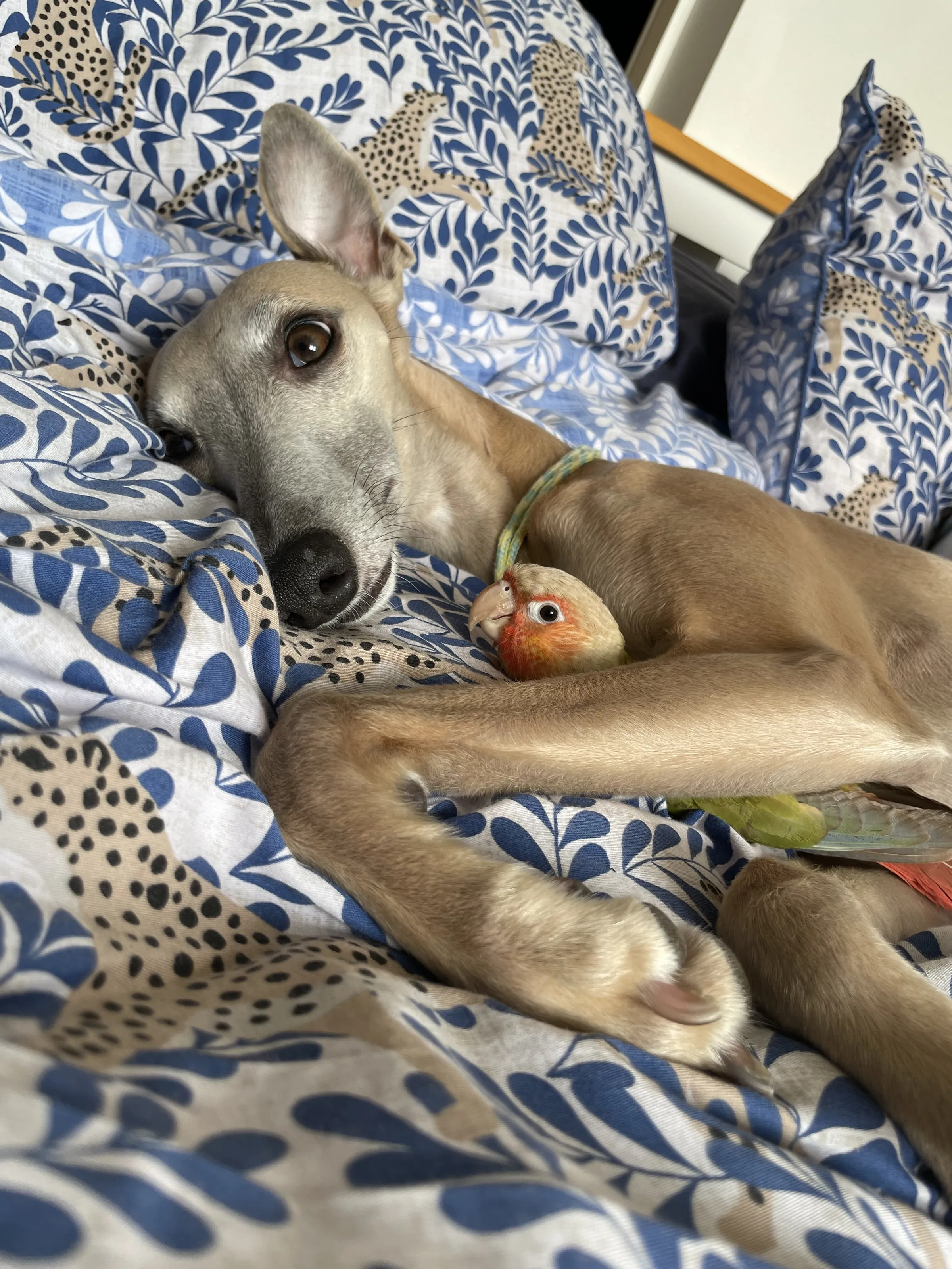 A dog and her bird
