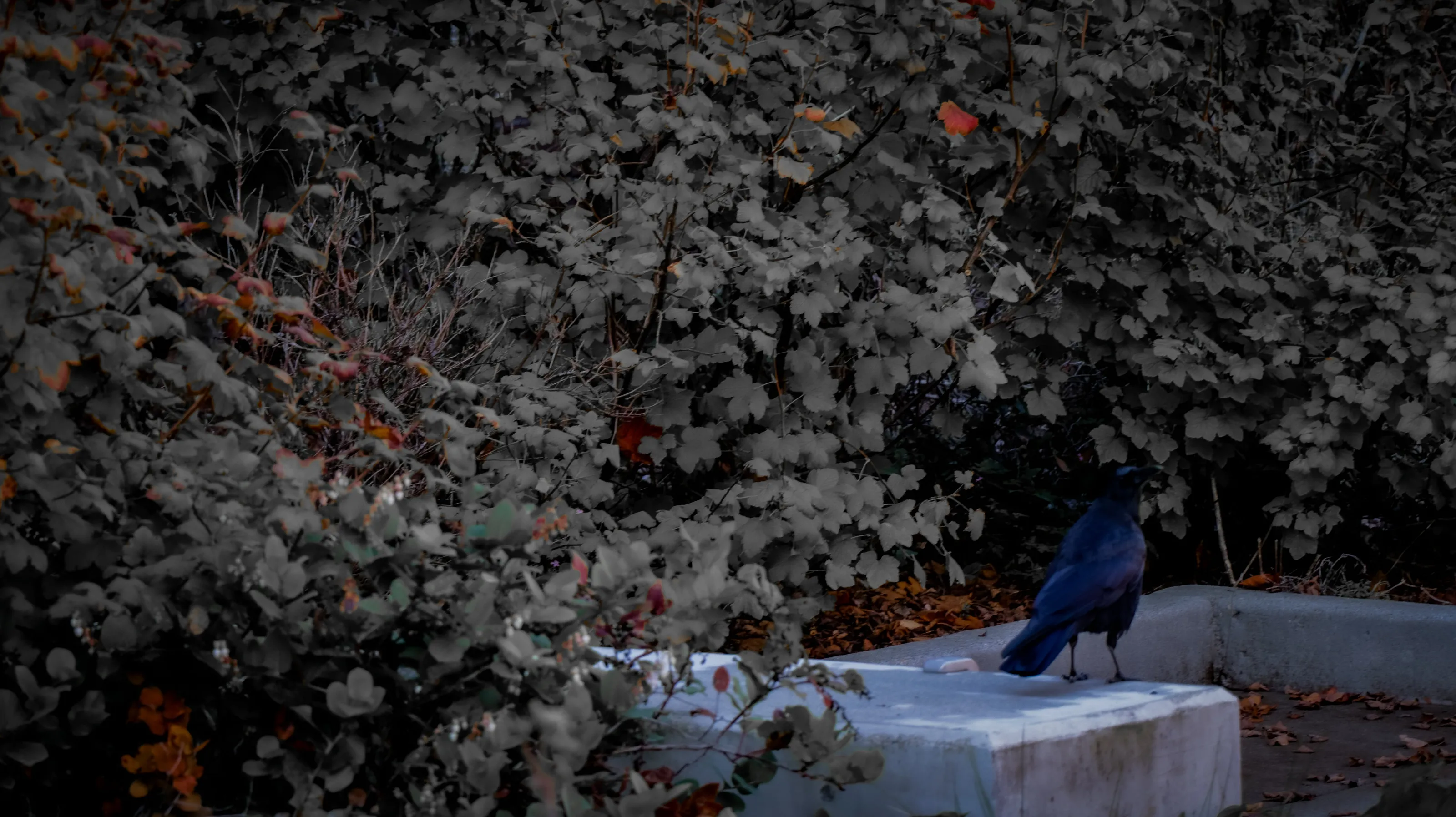 Leeching Crow