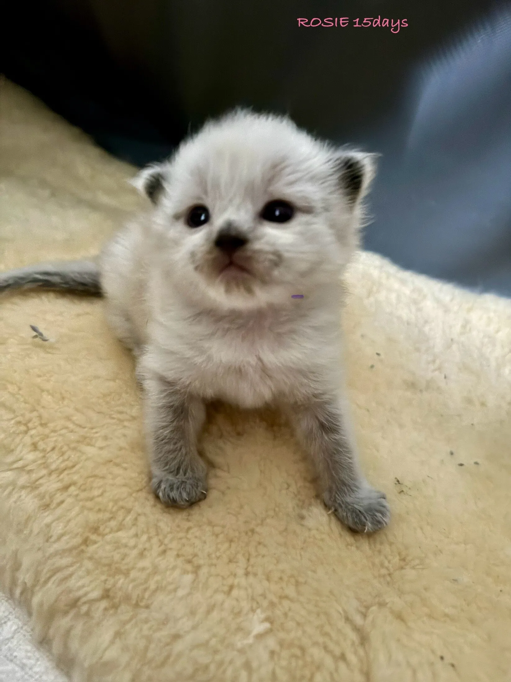 Rosie - Baby Ewok - 15 days old