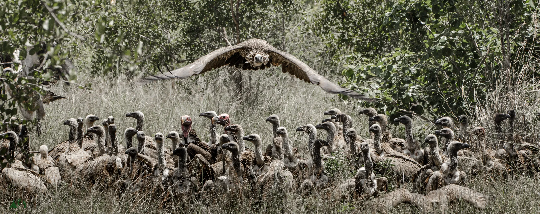 Entry 18746574