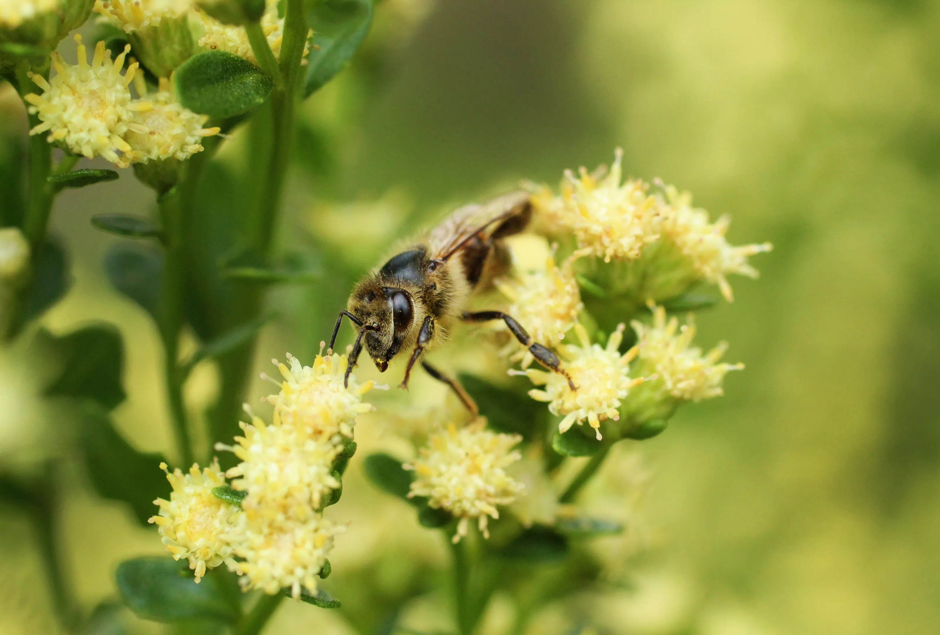 Honey Bee in the Flowers
