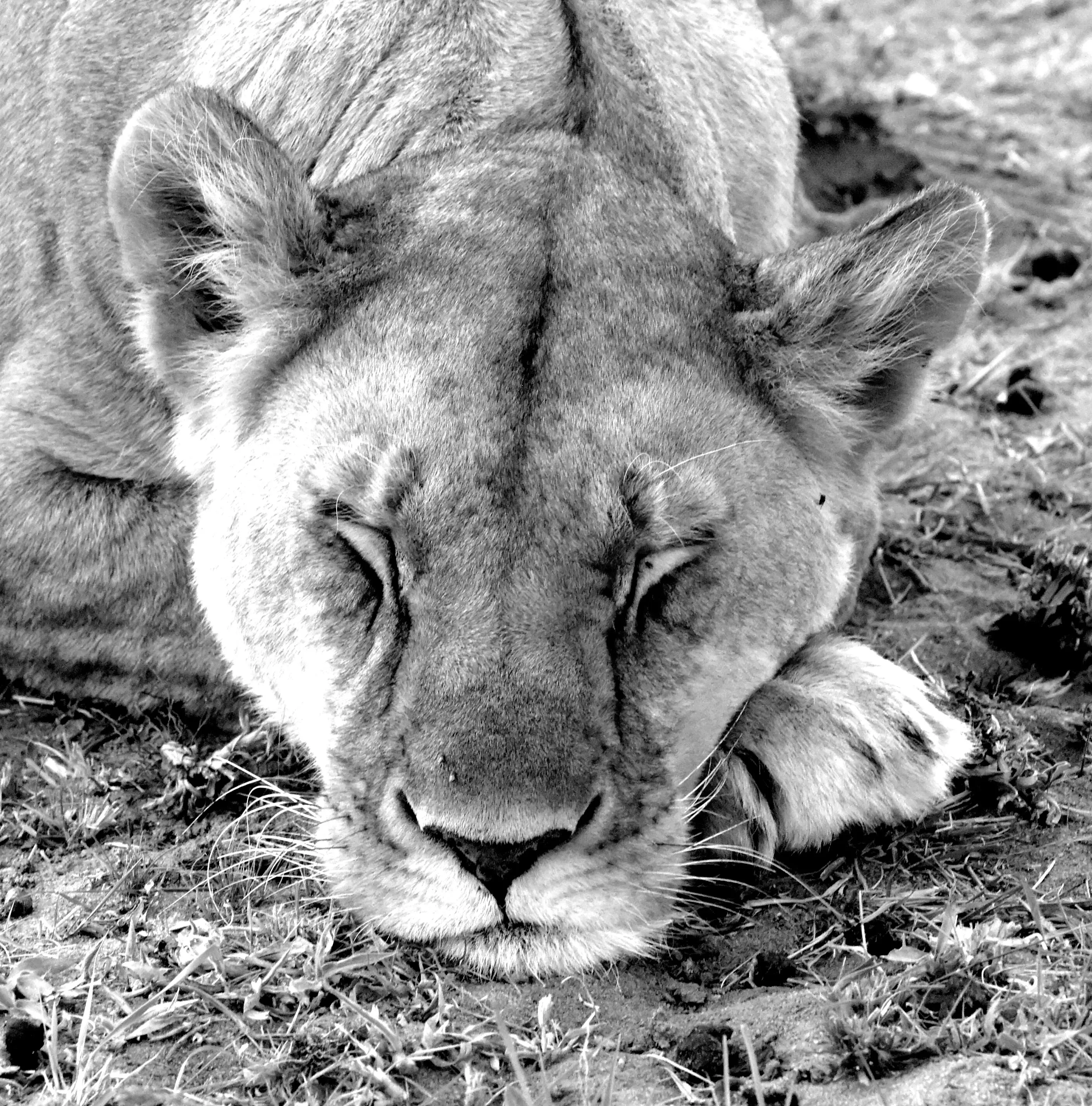 Lioness