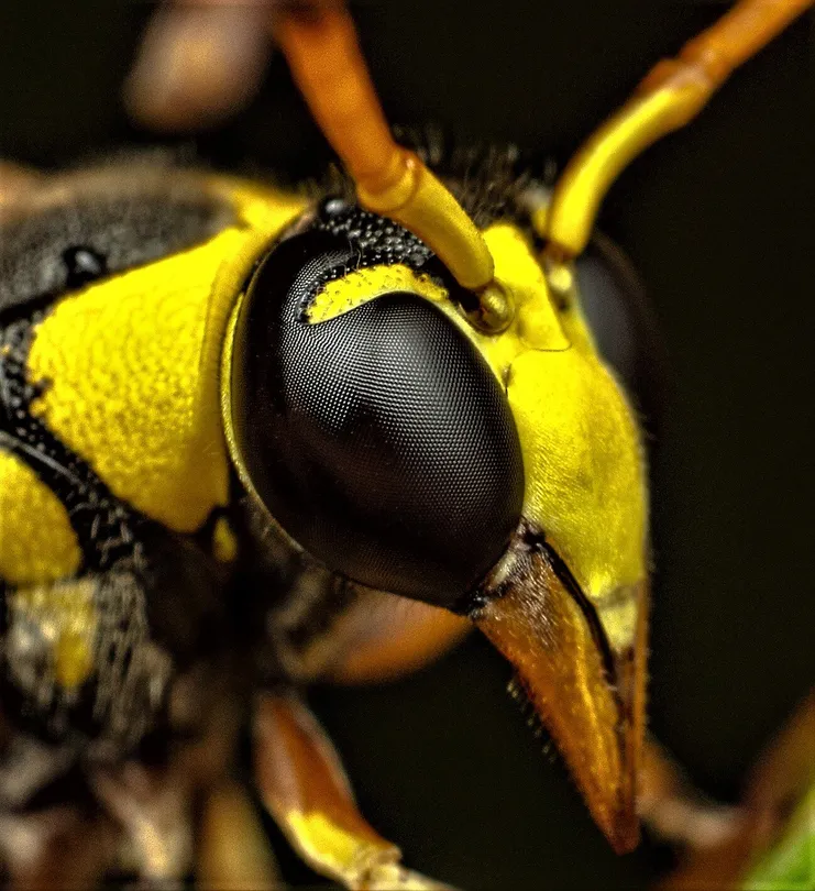 Bumble Bee Eyes