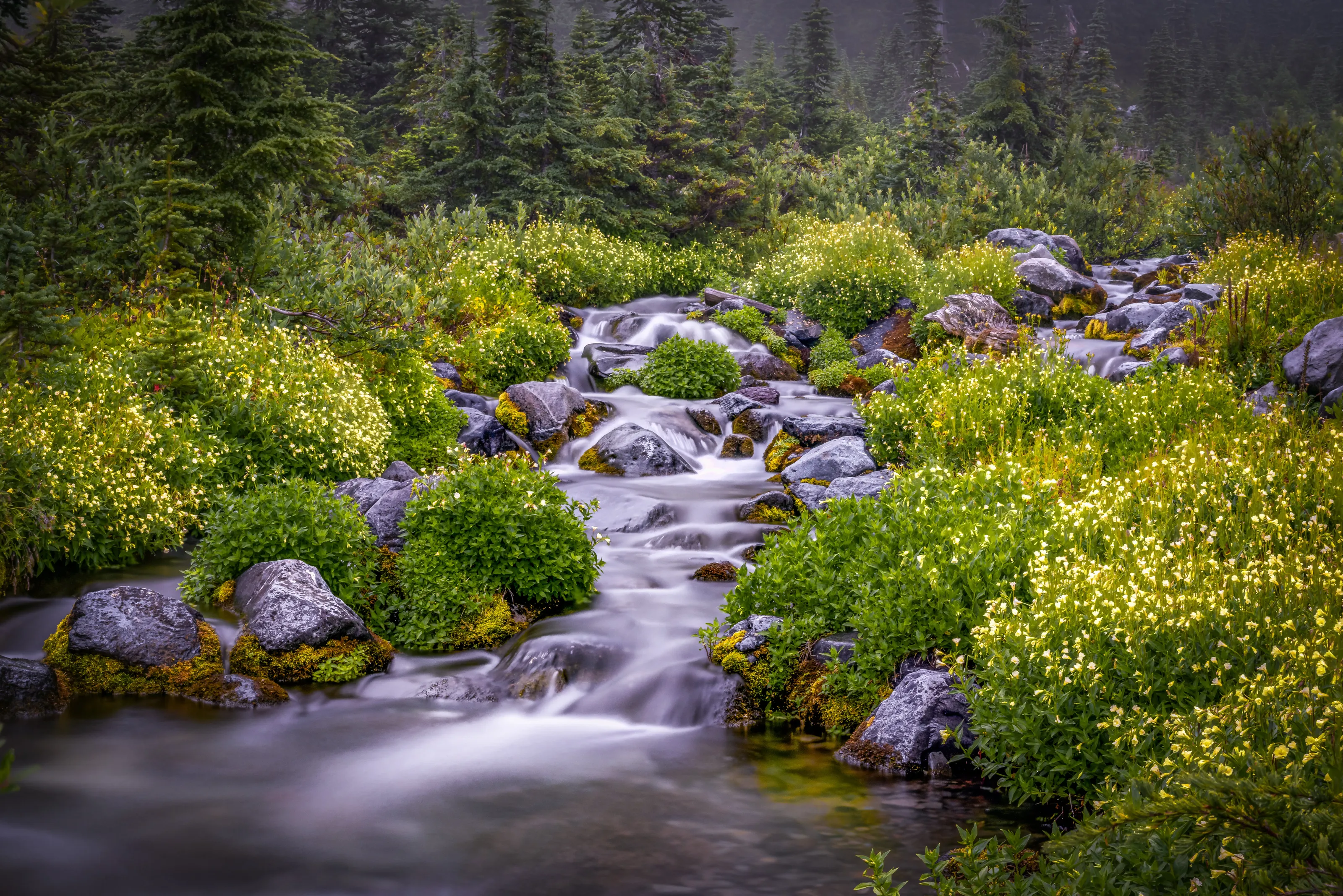 Mt Rainer - Paradise