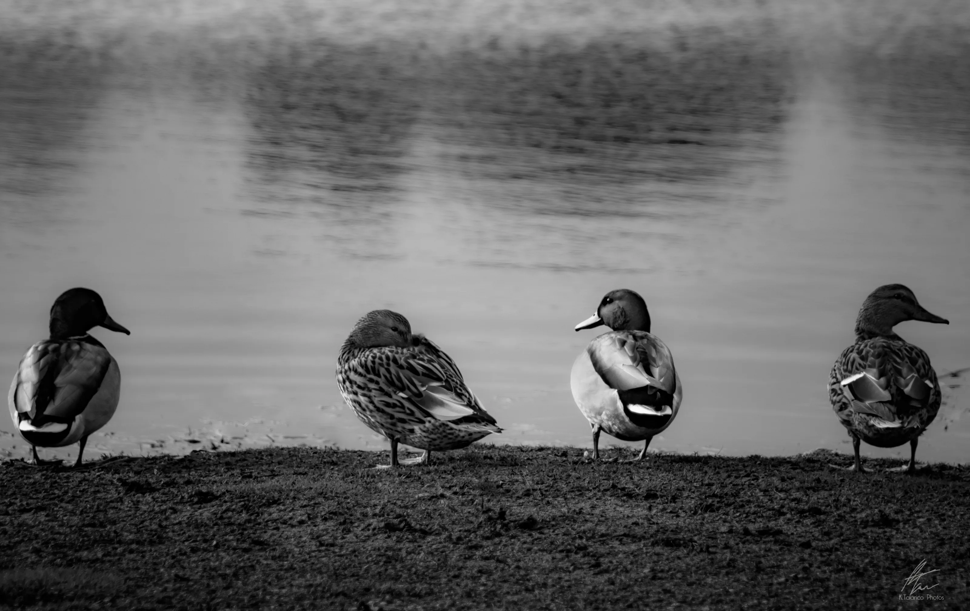All My Ducks In A Row