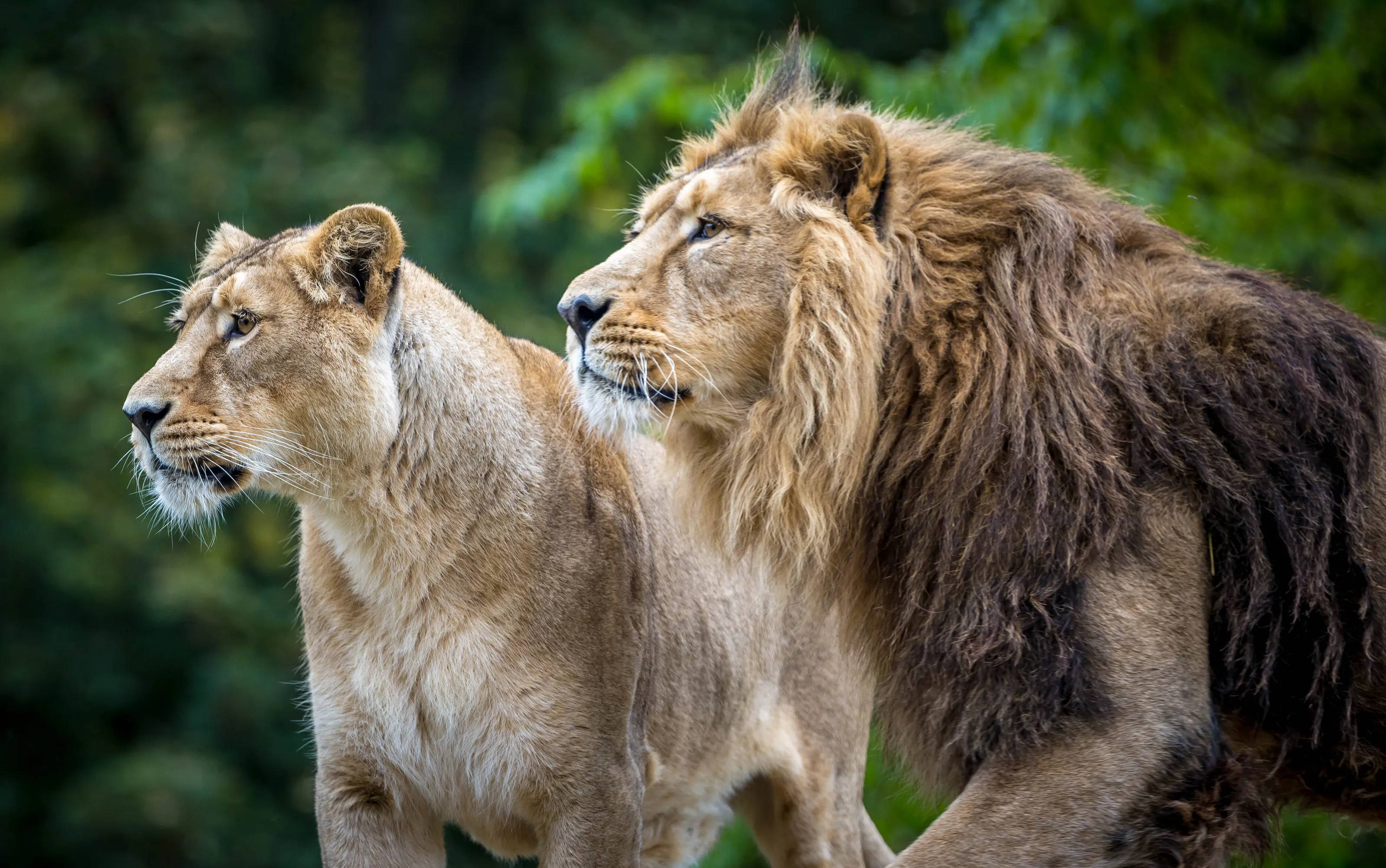 Lions in capture