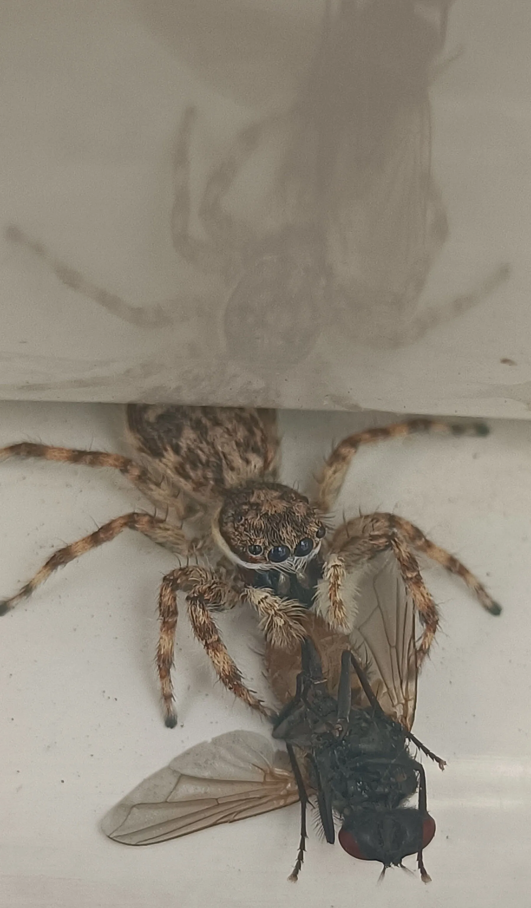 spider