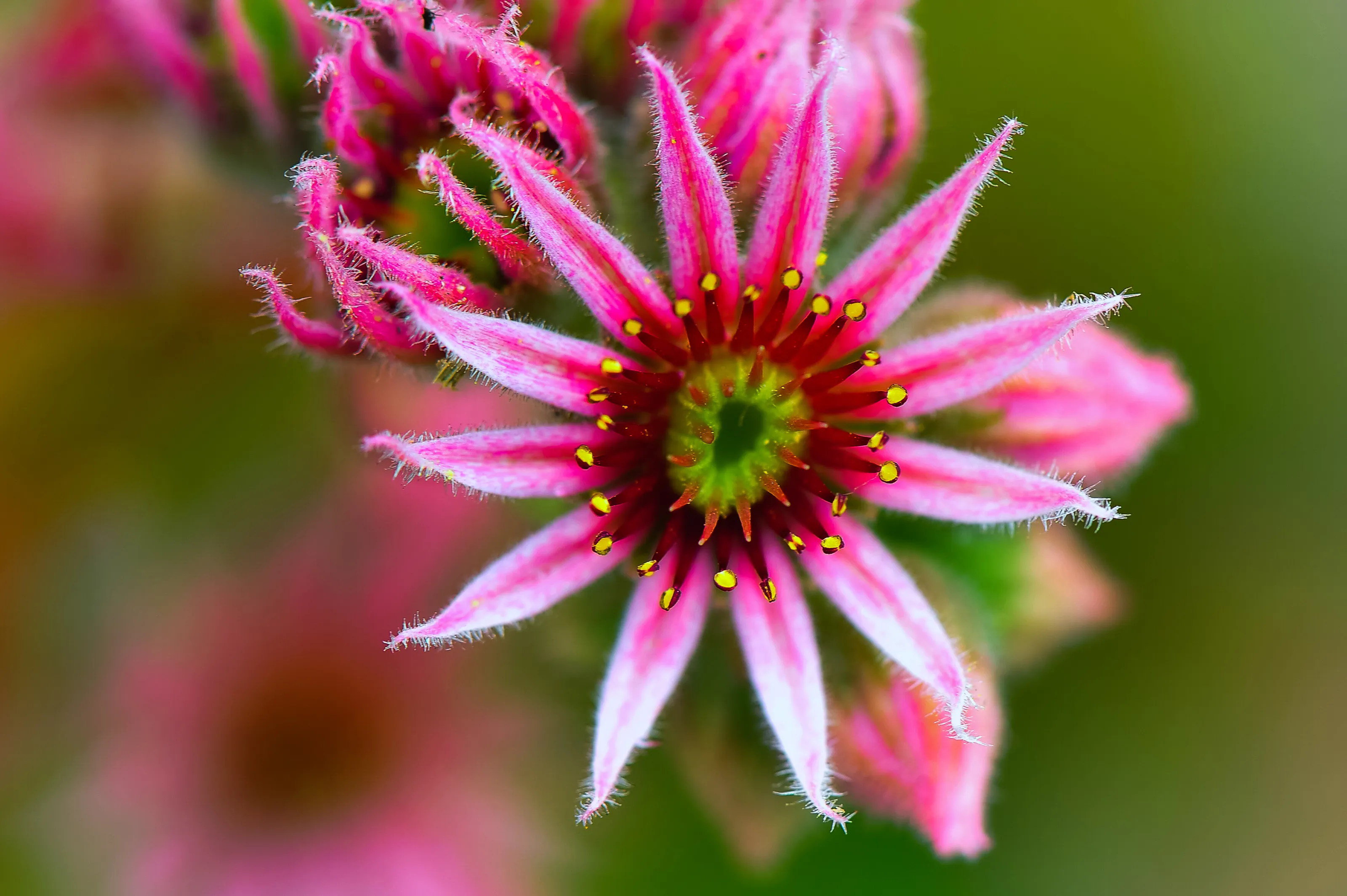 Pink Star