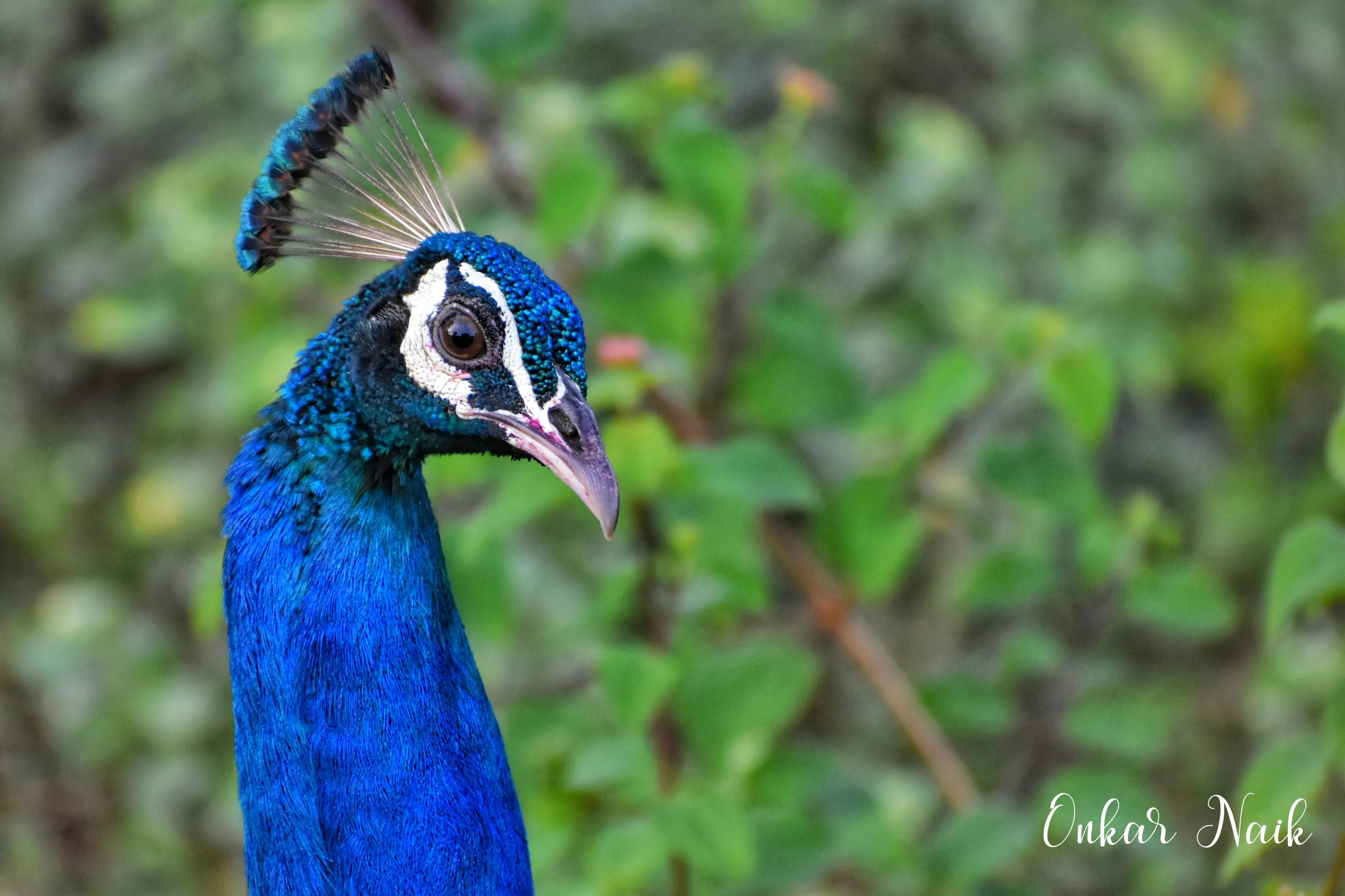 Peacock So Close
