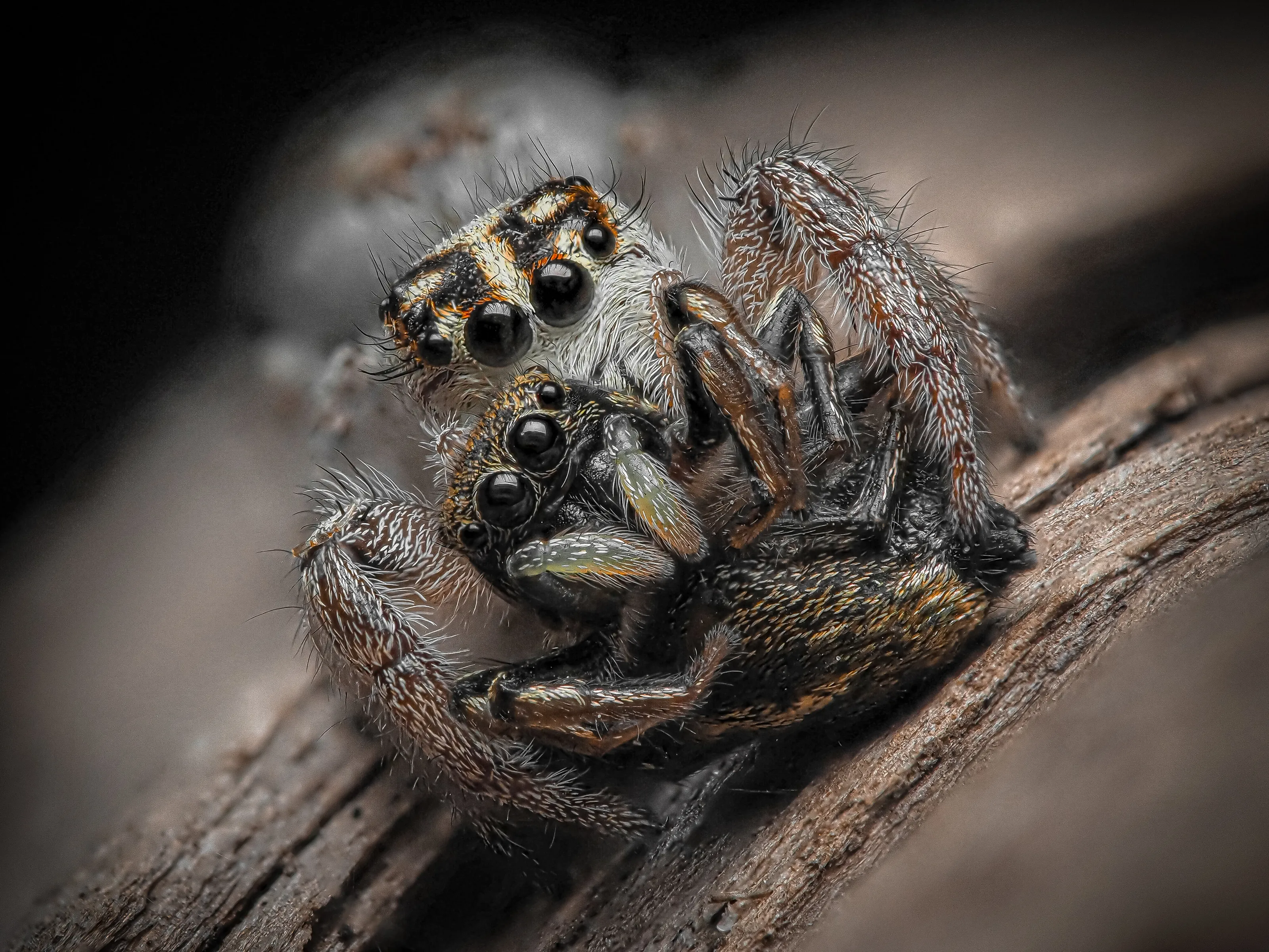 - CUDDLE OF DEATH -