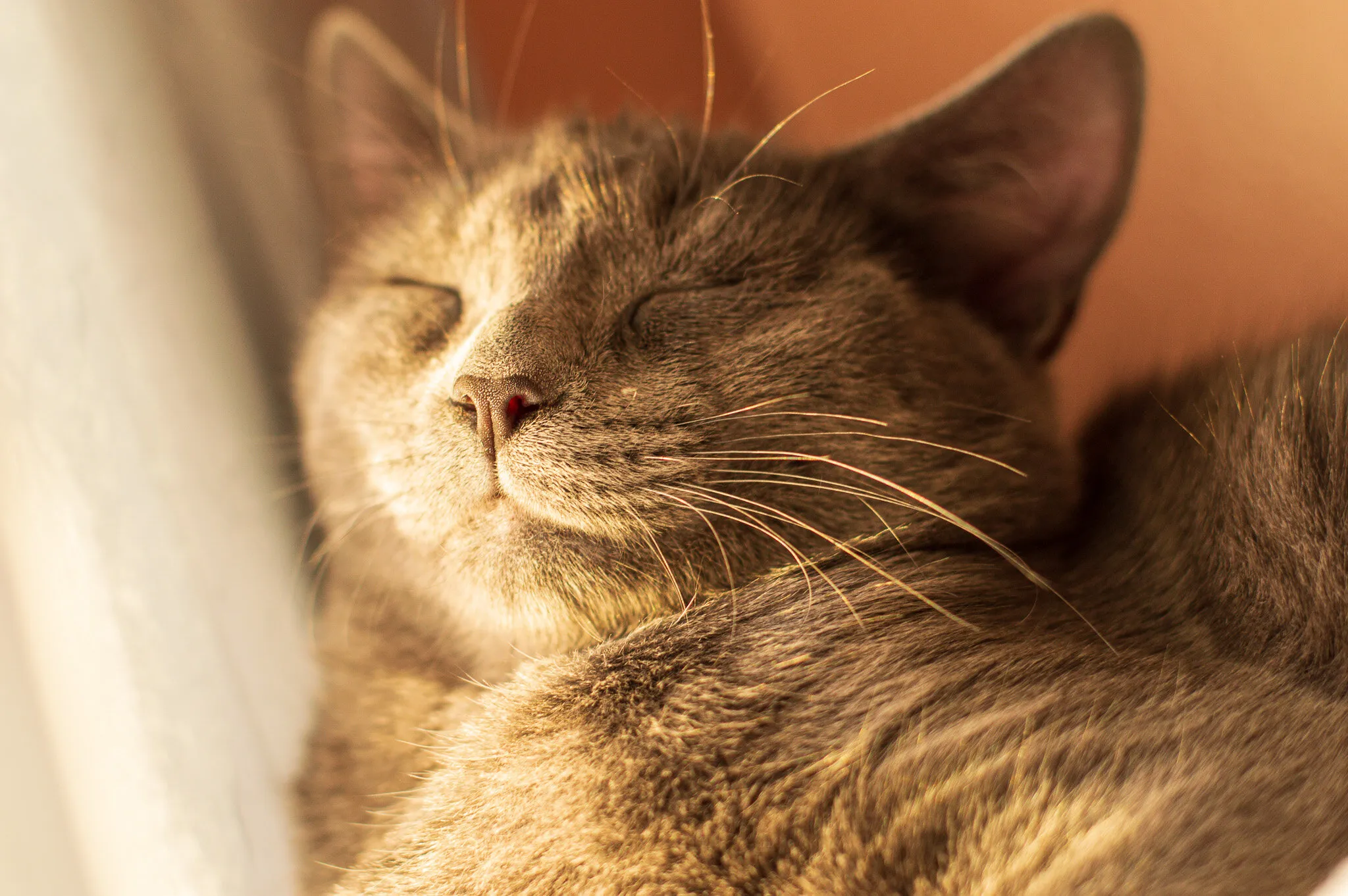 Sugar in the Sun