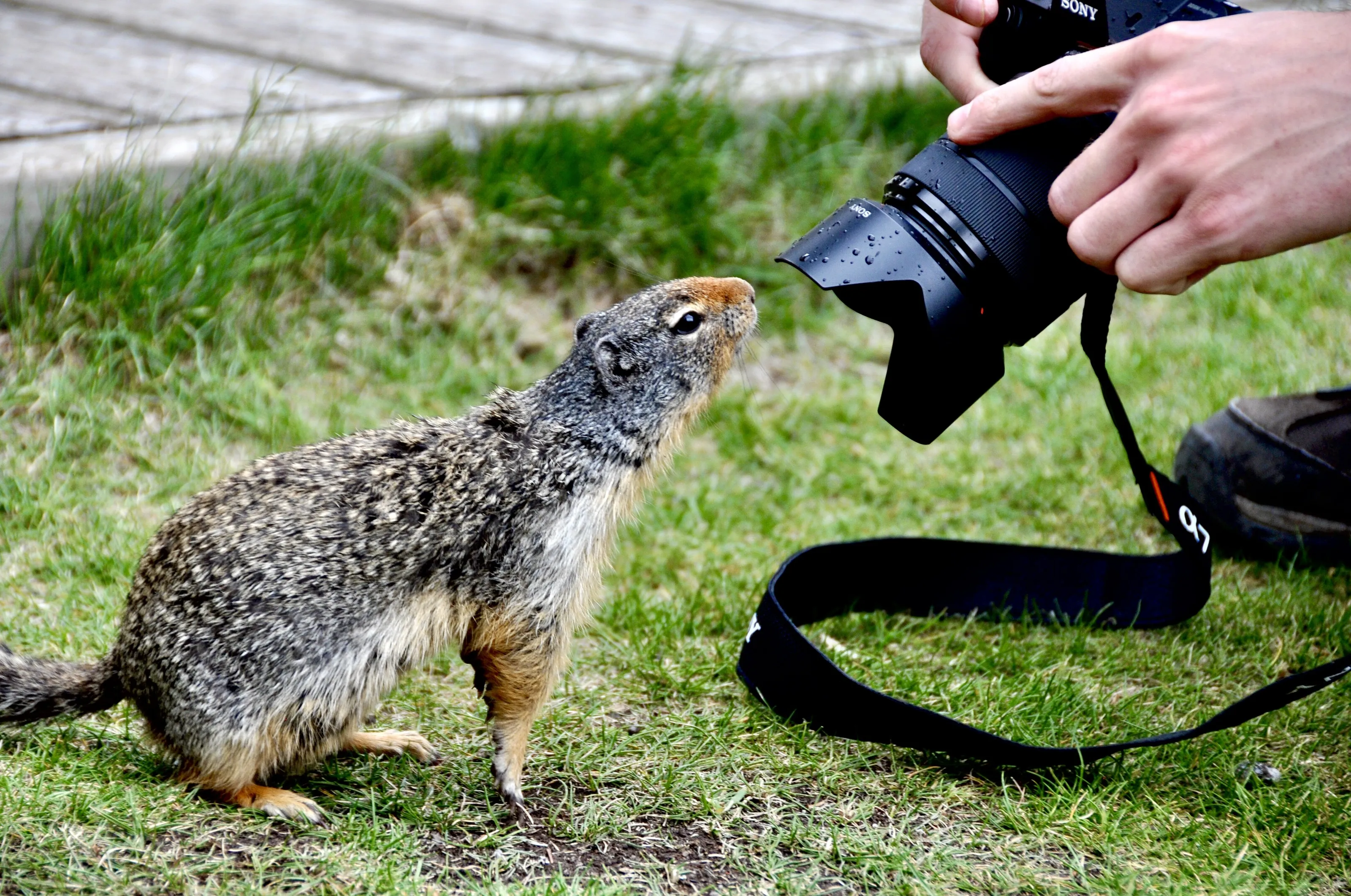 A Little Gas Station Gopher