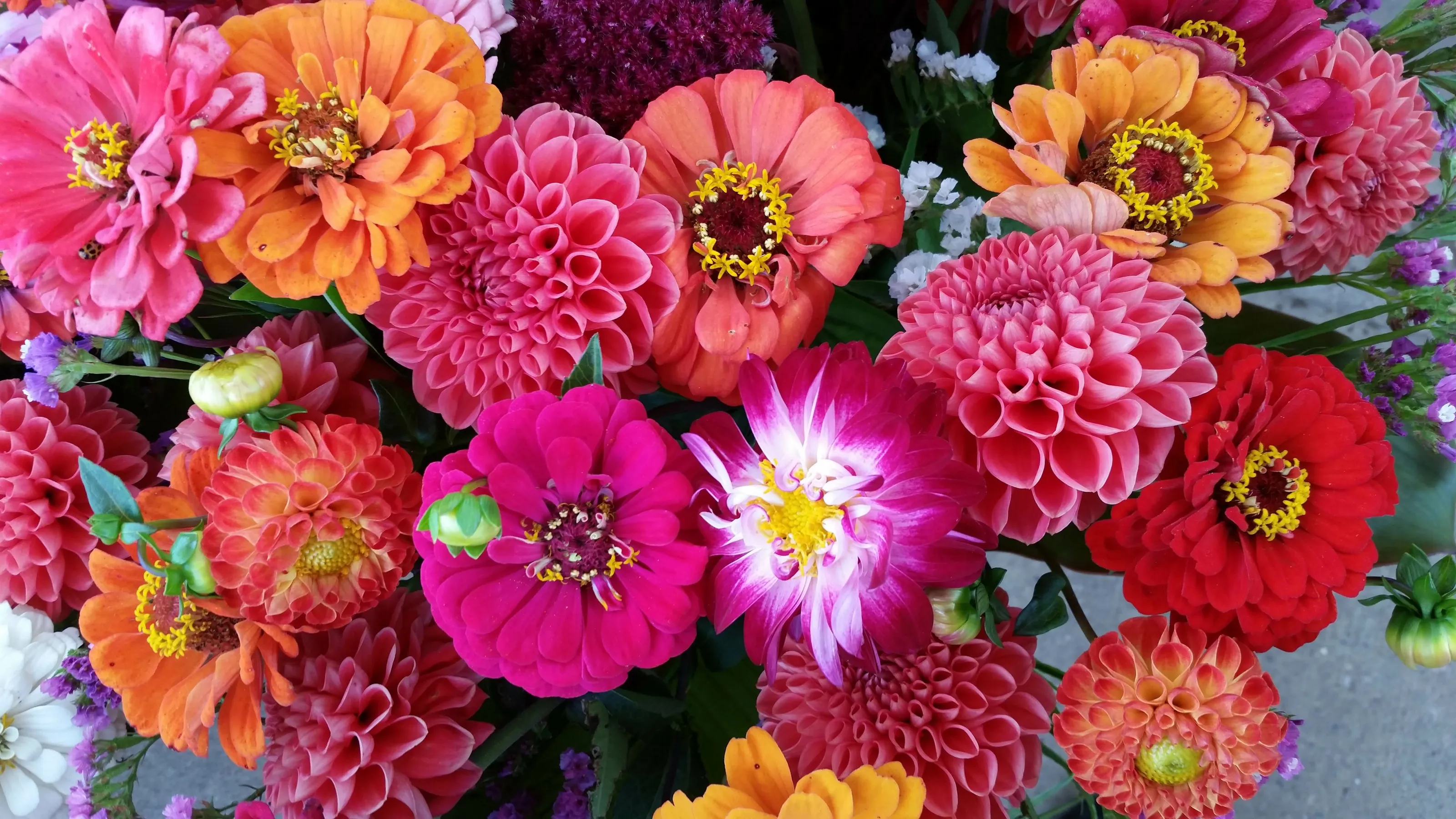 Zinnias