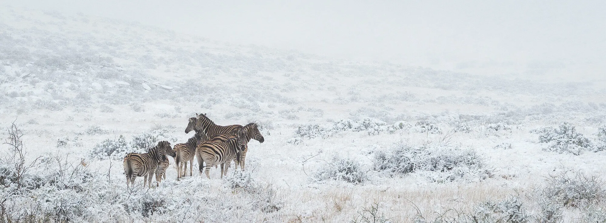 Icy stripes!