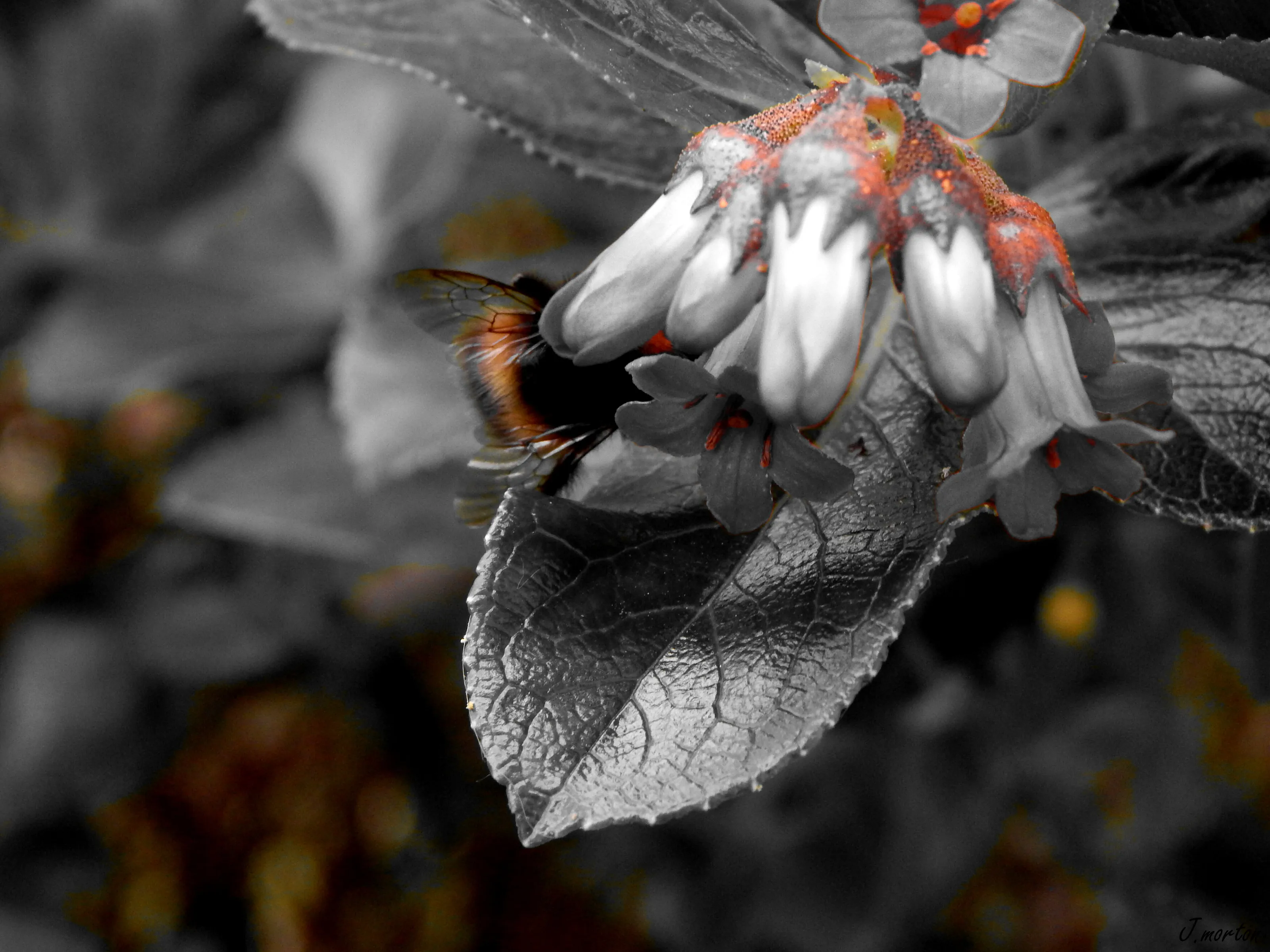 buzz